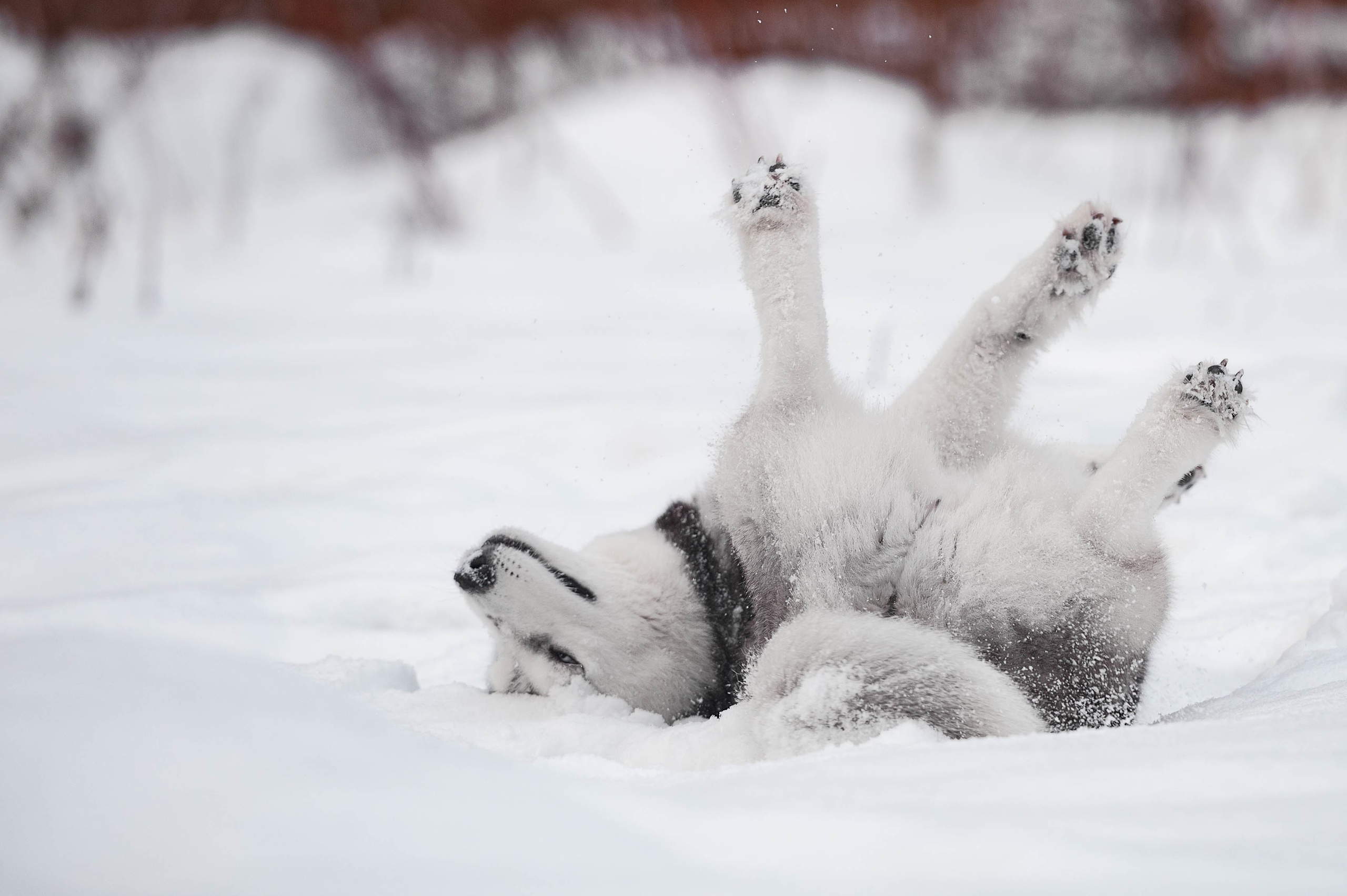 Шанель. Фотограф-анималист