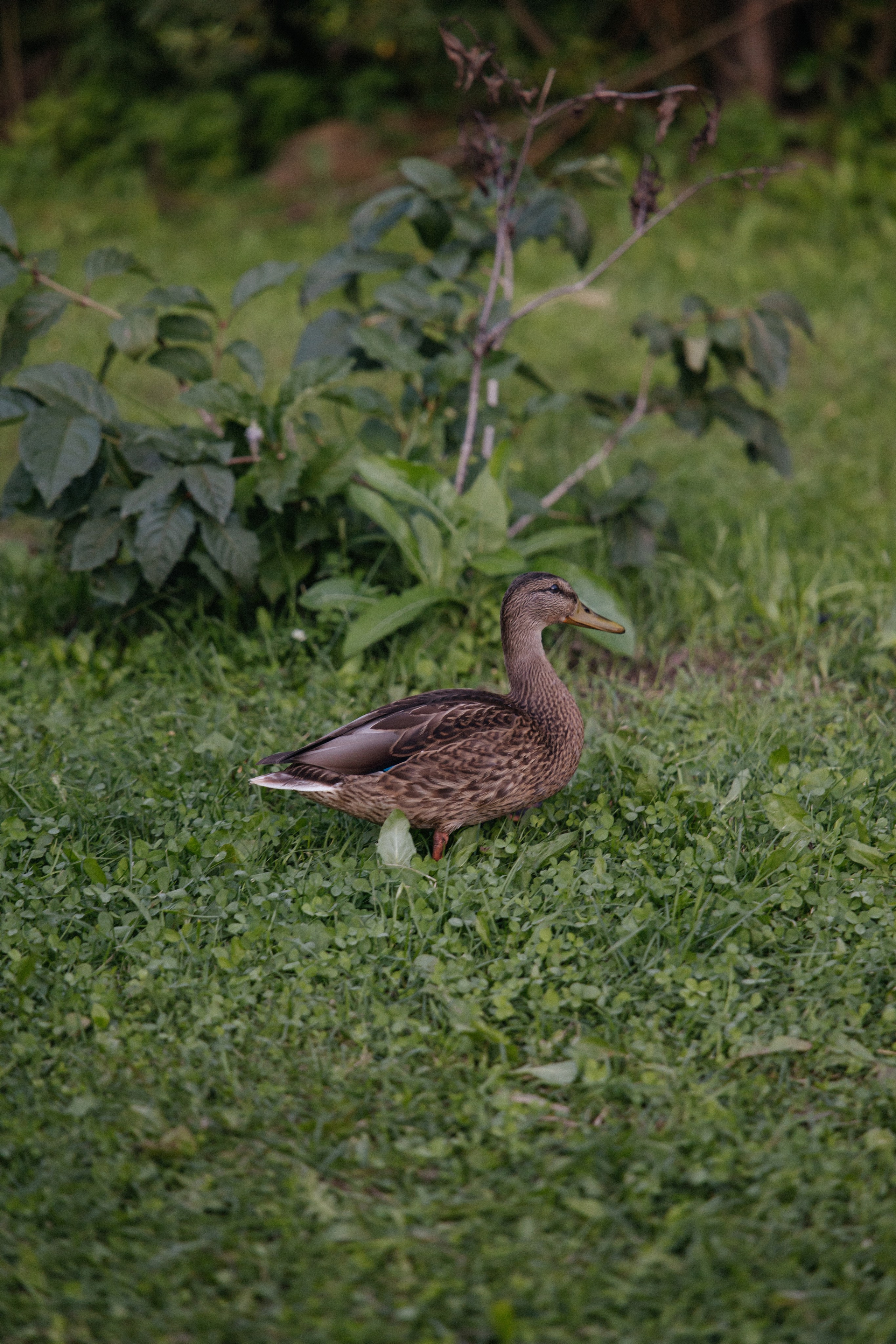 Артем и Дарья. Свадебный фотограф в Красноярске