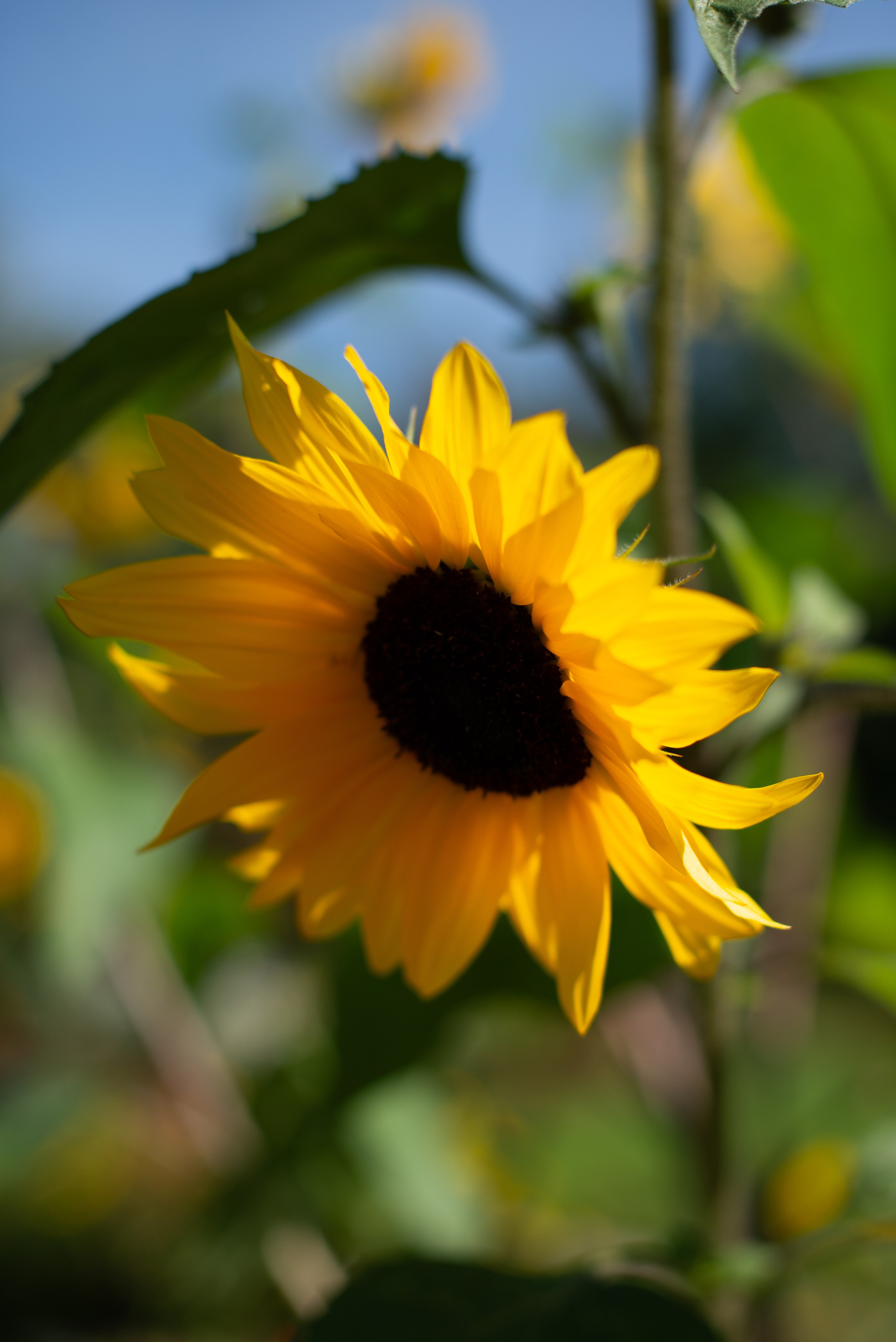 Цветы сада МГУ. Victoria Radjevna Репортажный Фотограф — Видеограф Москва • Санкт-Петербург