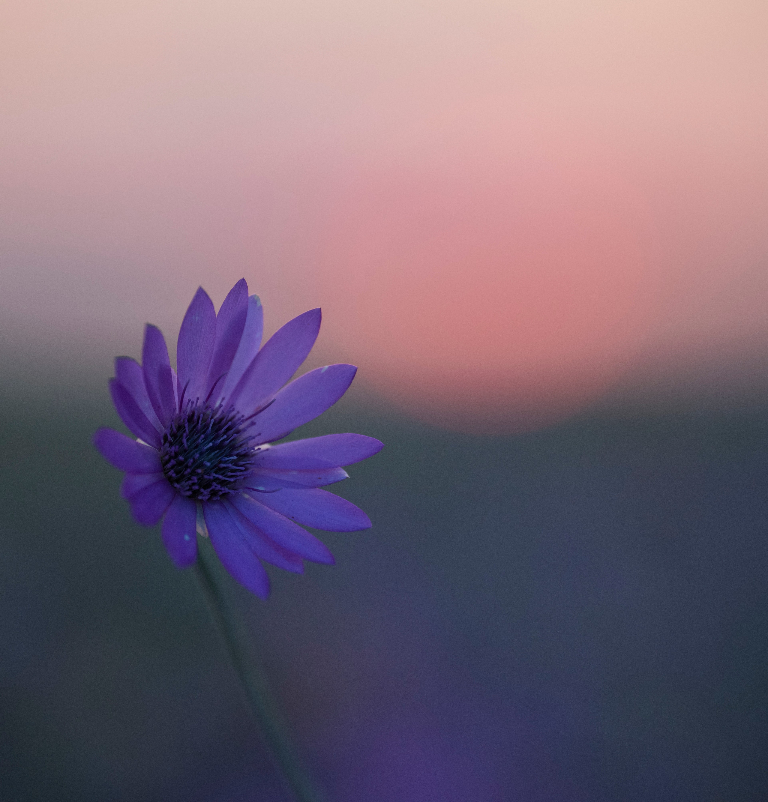 Цветы. Фотограф Вадим Хмурковский