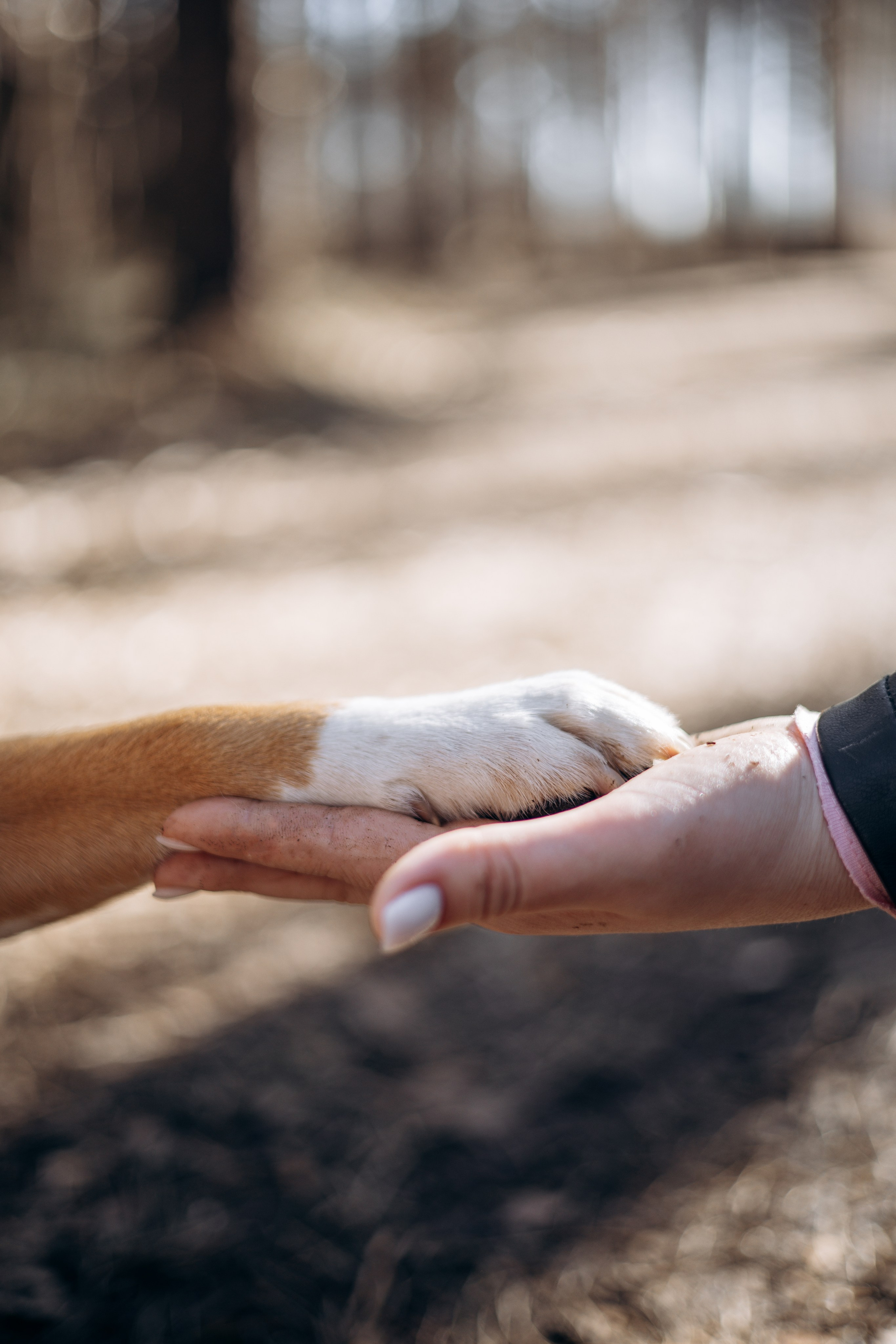 Ксения и Бетти. Фотограф животных Евгения Верцинская
