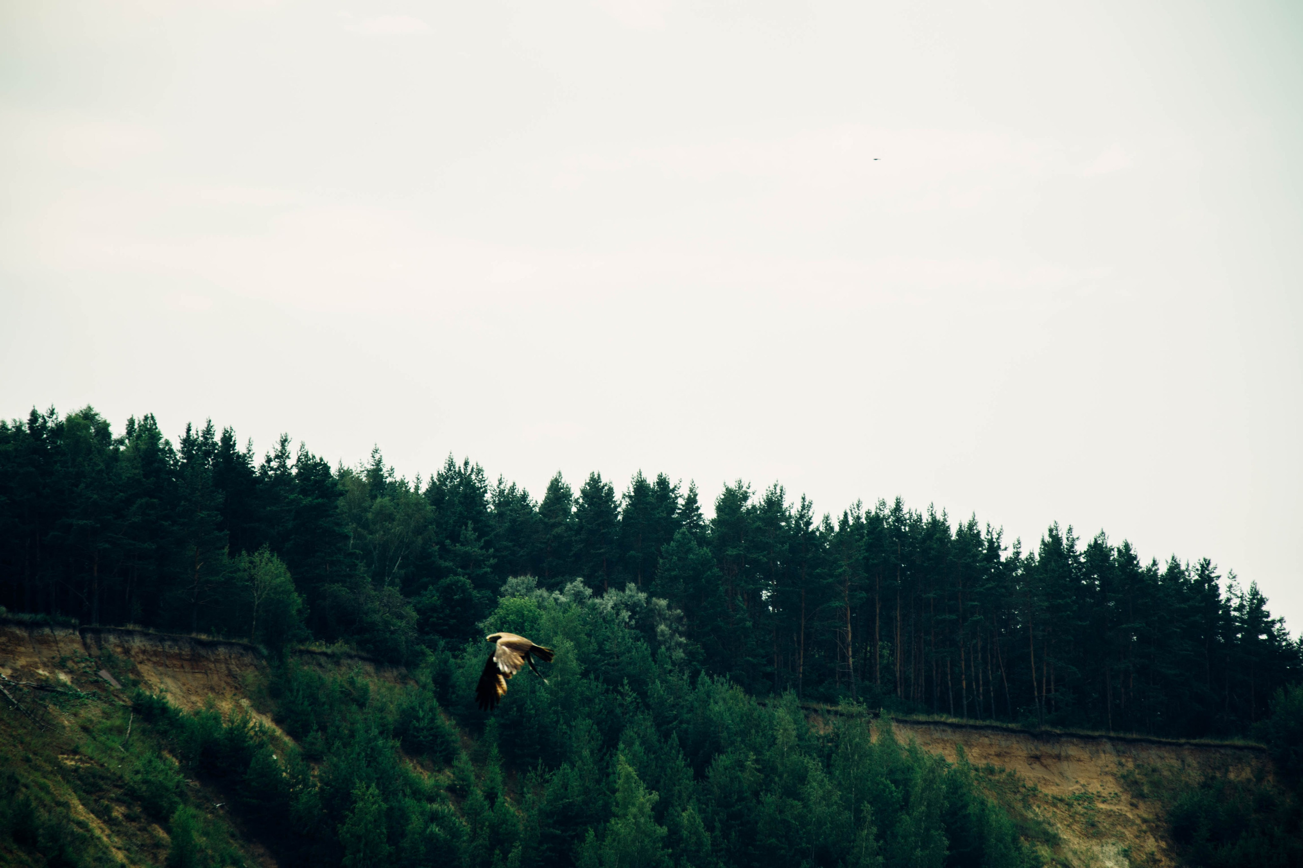 Дон. Главная