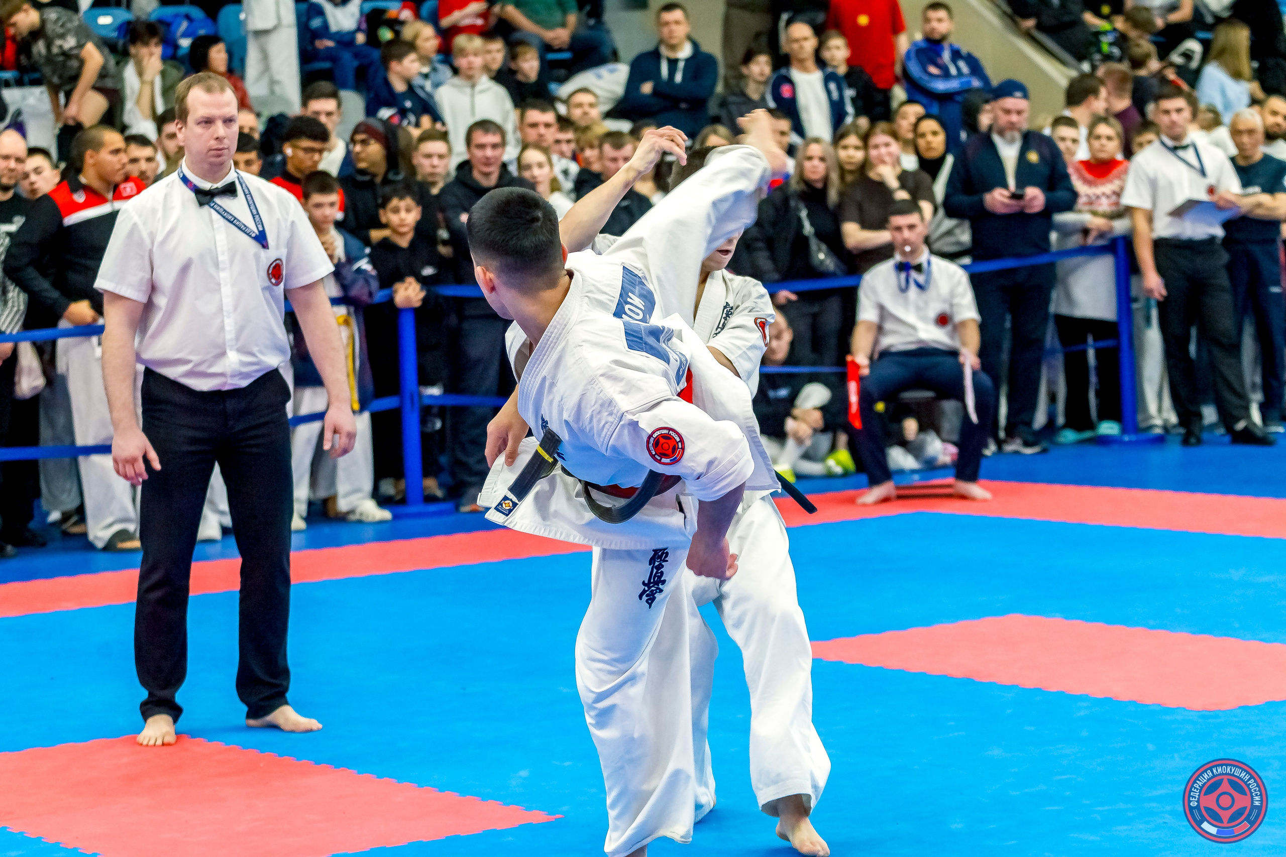 Международный турнир по киокушин «Открытый кубок Seiken». Репортажная съемка в Москве и области. Анималистика