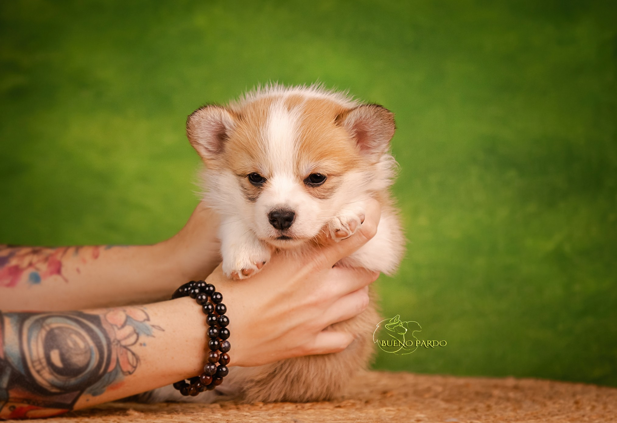Щенки вельш корги пемброк из питомника. Питомник собак Акита, Хаски, Корги