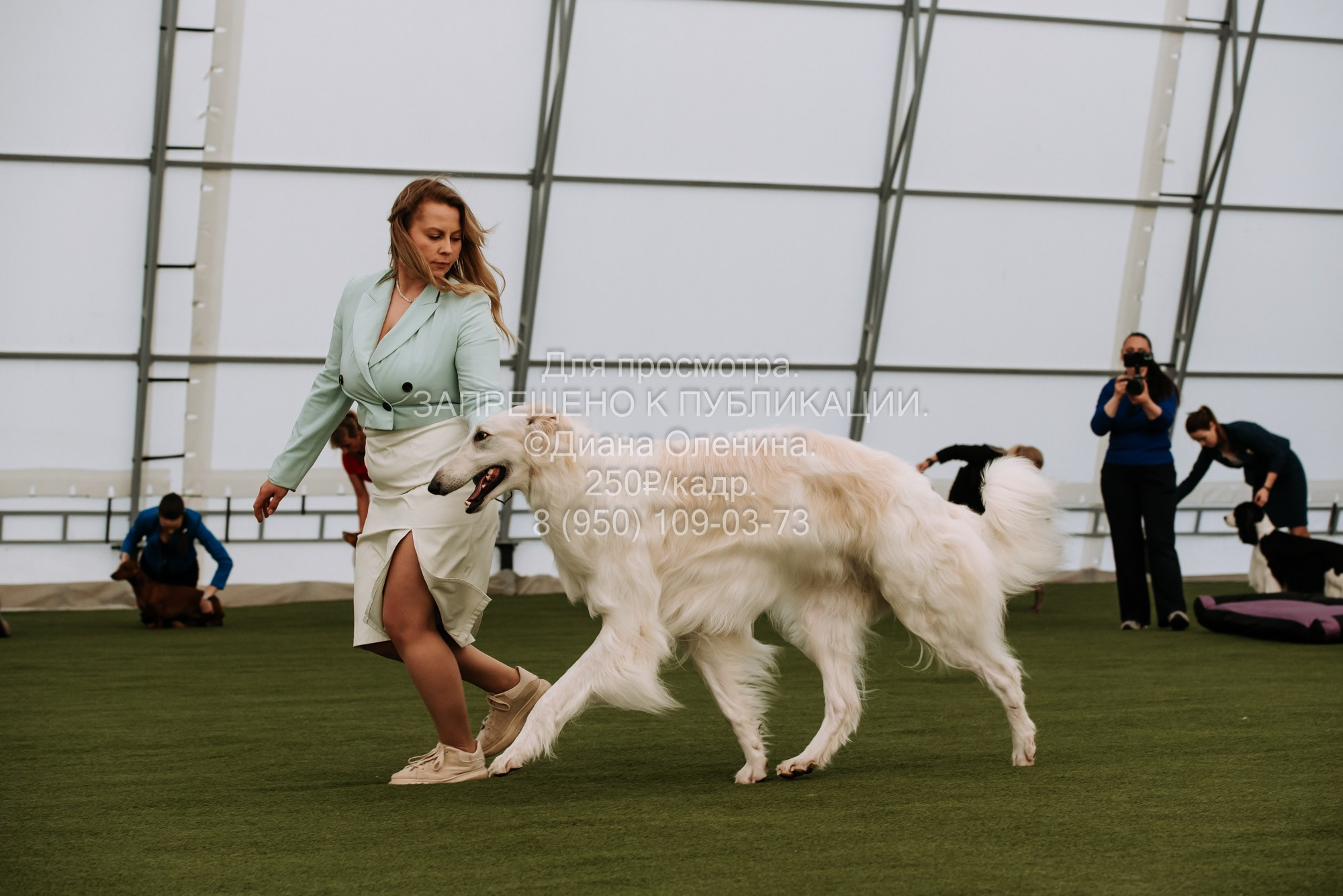 Выставка собак Красноярск 2.06. Фотограф Диана Оленина Красноярск / Братск