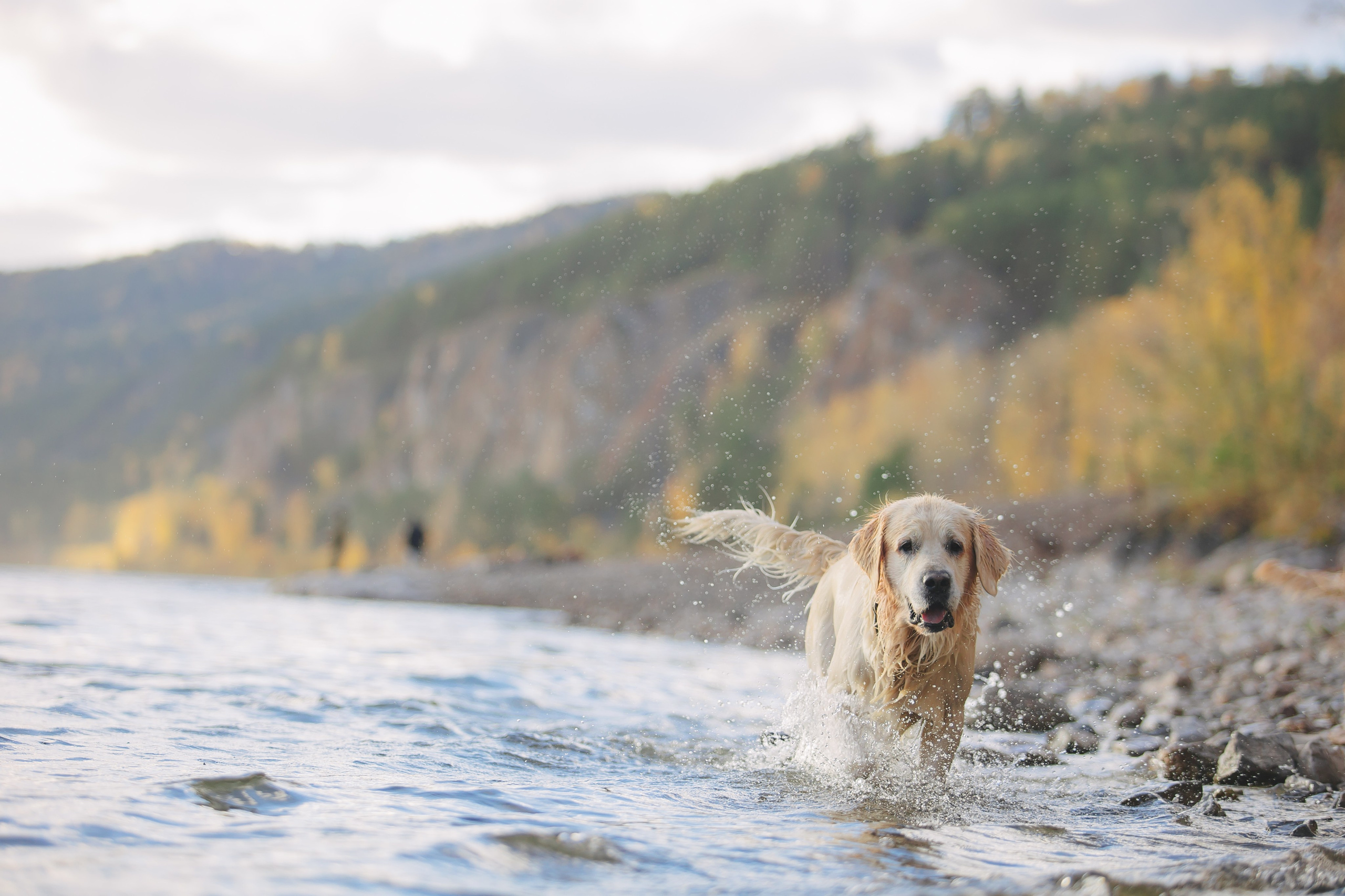 Снежик и Веста. Свадебный и женский фотограф