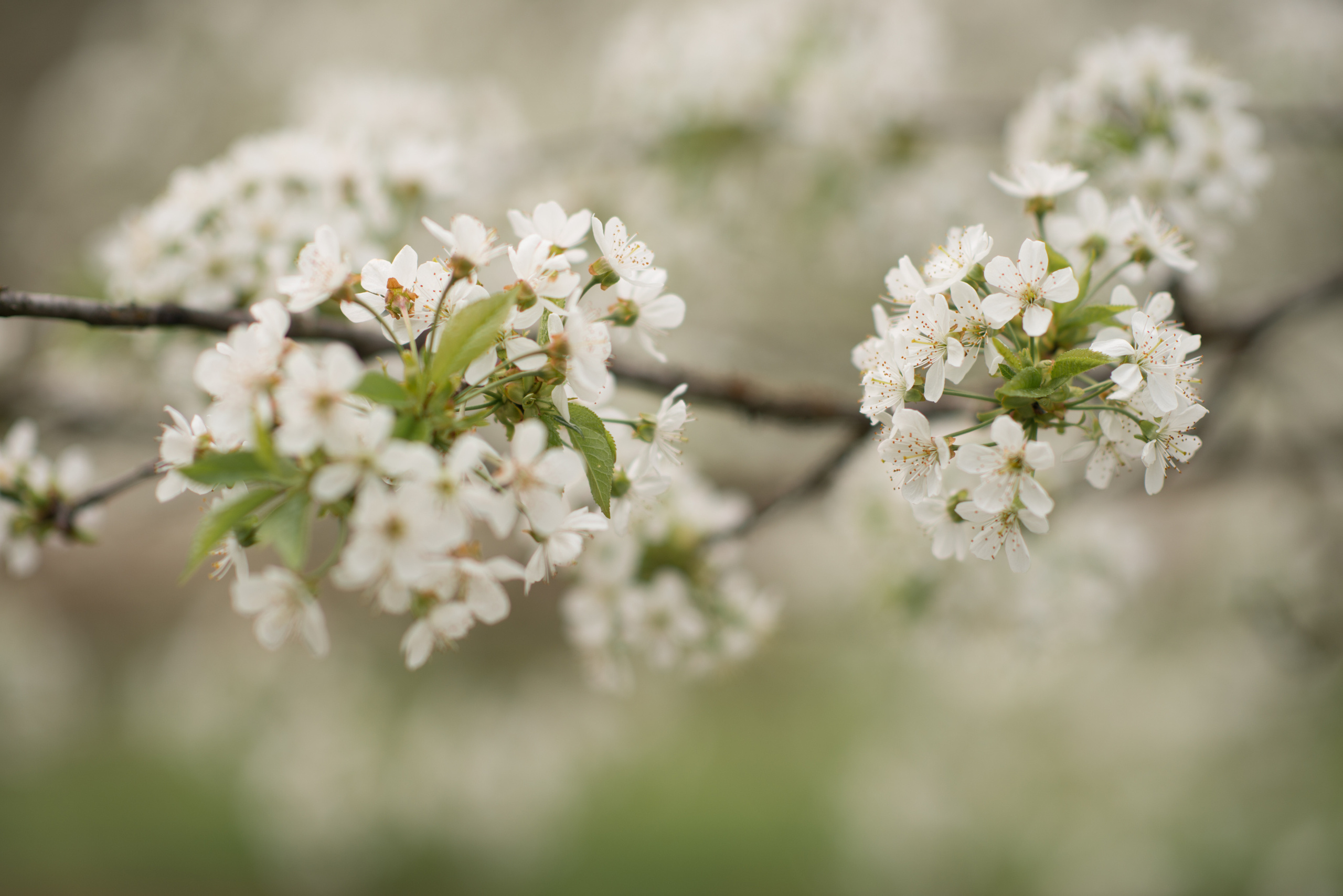 В белоснежной черешне. Семейный и детский фотограф в Севастополе. Семейный фотограф в Ялте