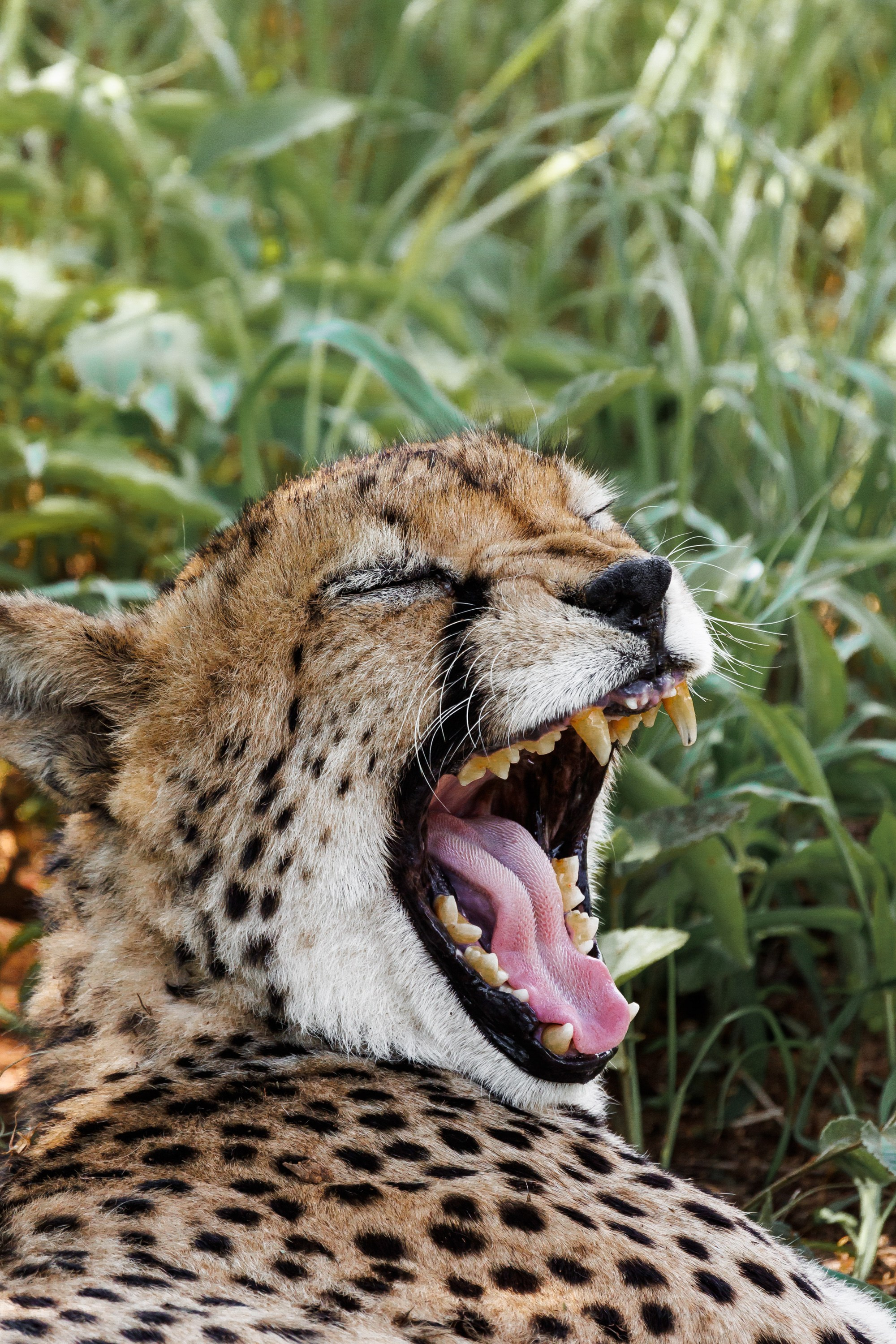 НАМИБИЯ. Роадтрип