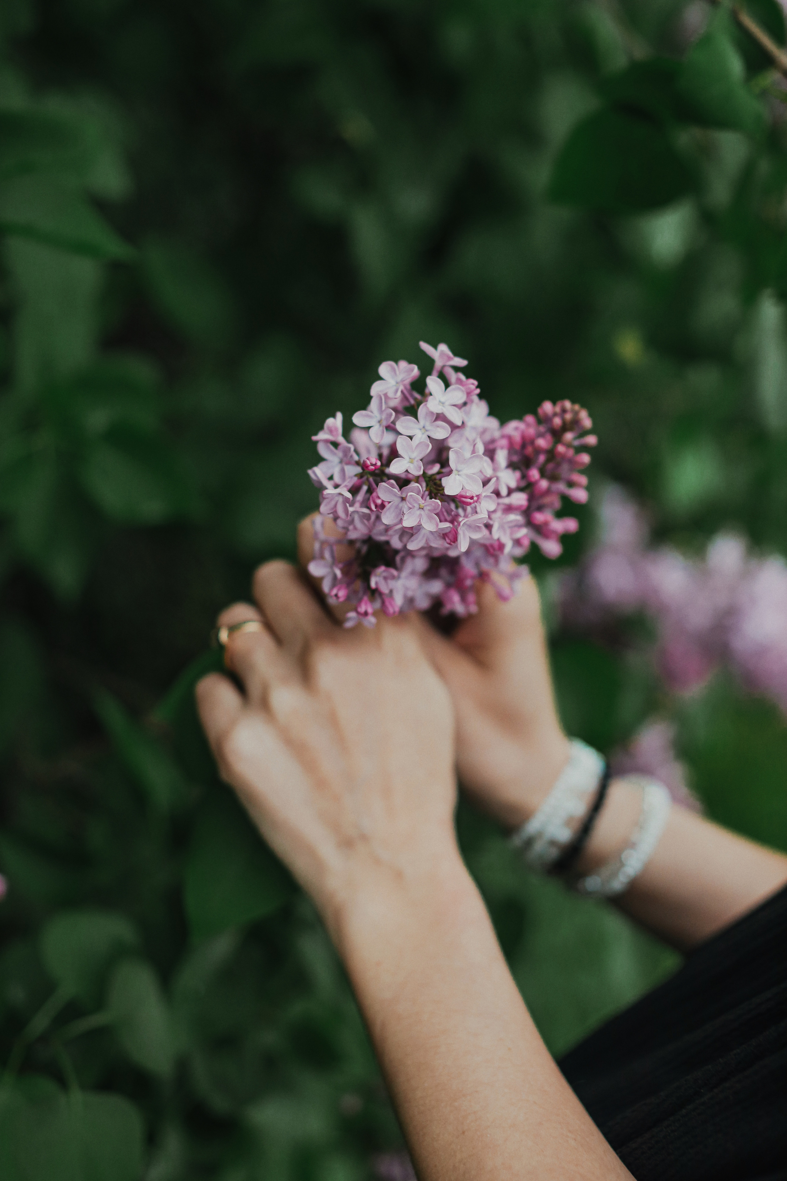Сирень. Фотограф Анастасия Пинчук