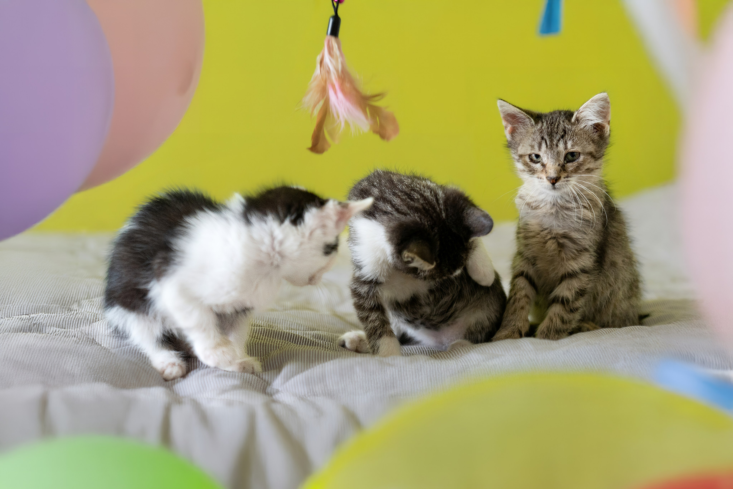 Благотворительная съёмка для котят в Москве. Портретный фотограф в Москве Фарид Леонов