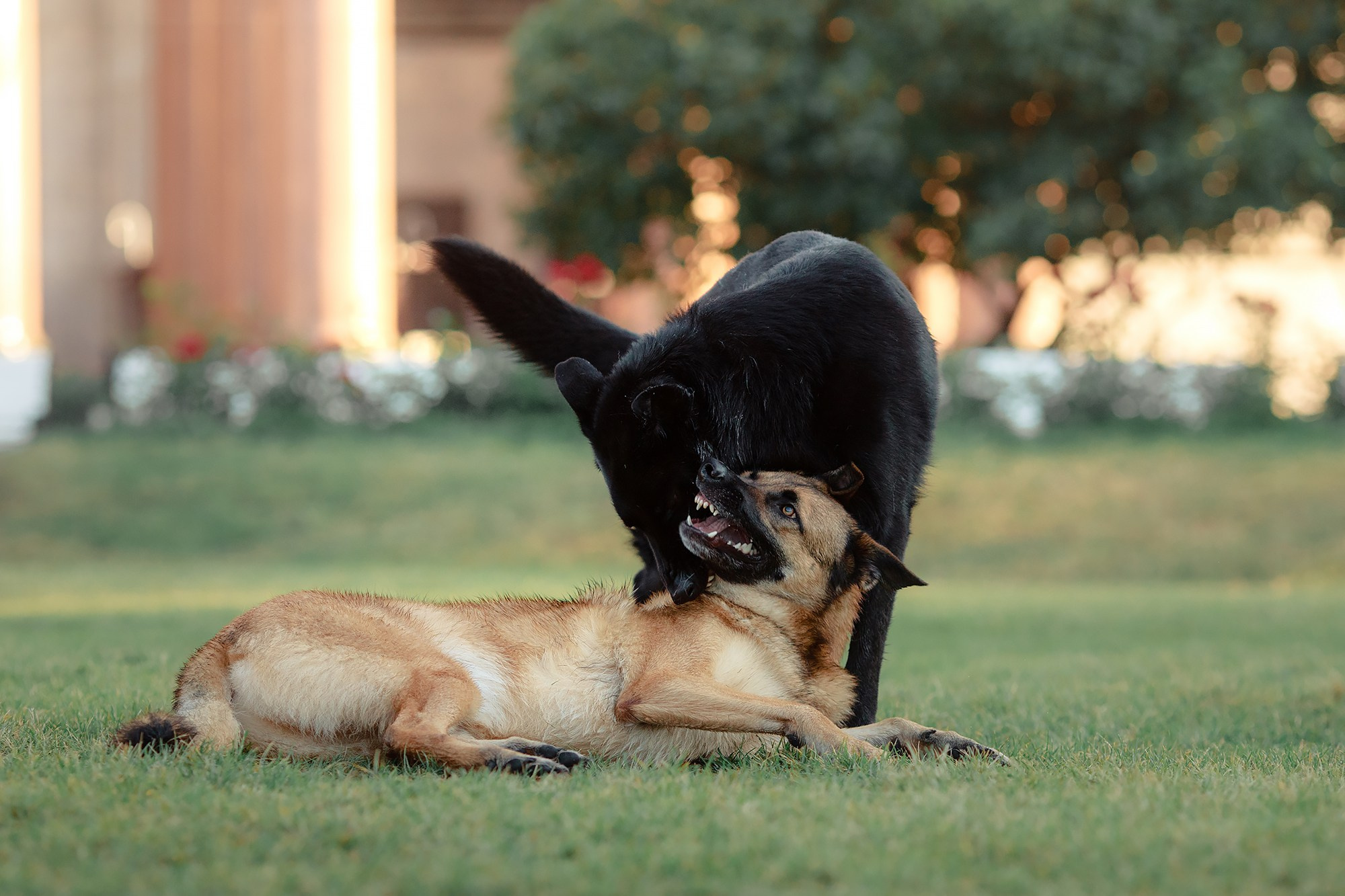 Алена, Кай и Мара. Фотограф-анималист Mary Mart — Москва, Питер