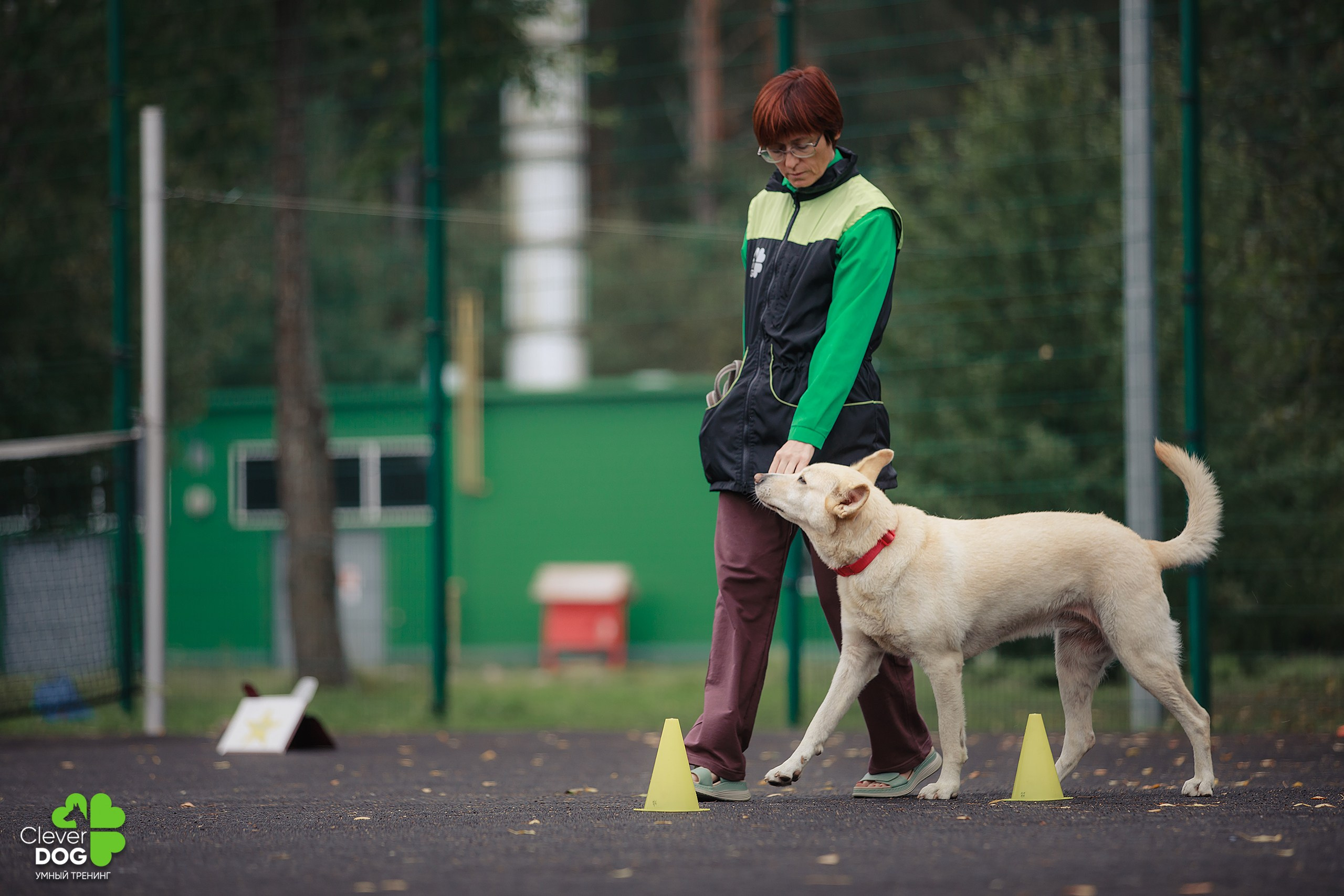 Кинологический лагерь CleverDog, 2024. Фотограф-анималист Mary Mart — Москва, Питер
