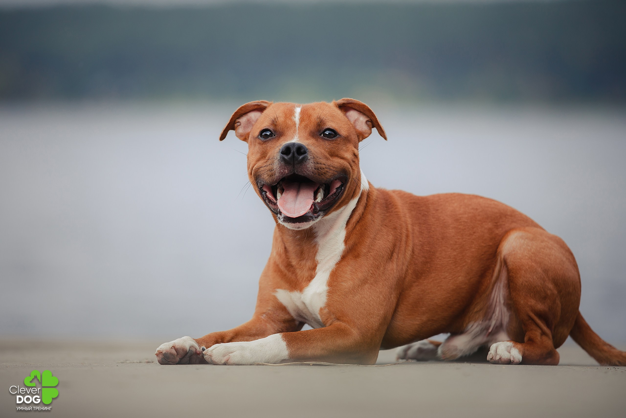 Кинологический лагерь CleverDog, 2024. Фотограф-анималист Mary Mart — Москва, Питер