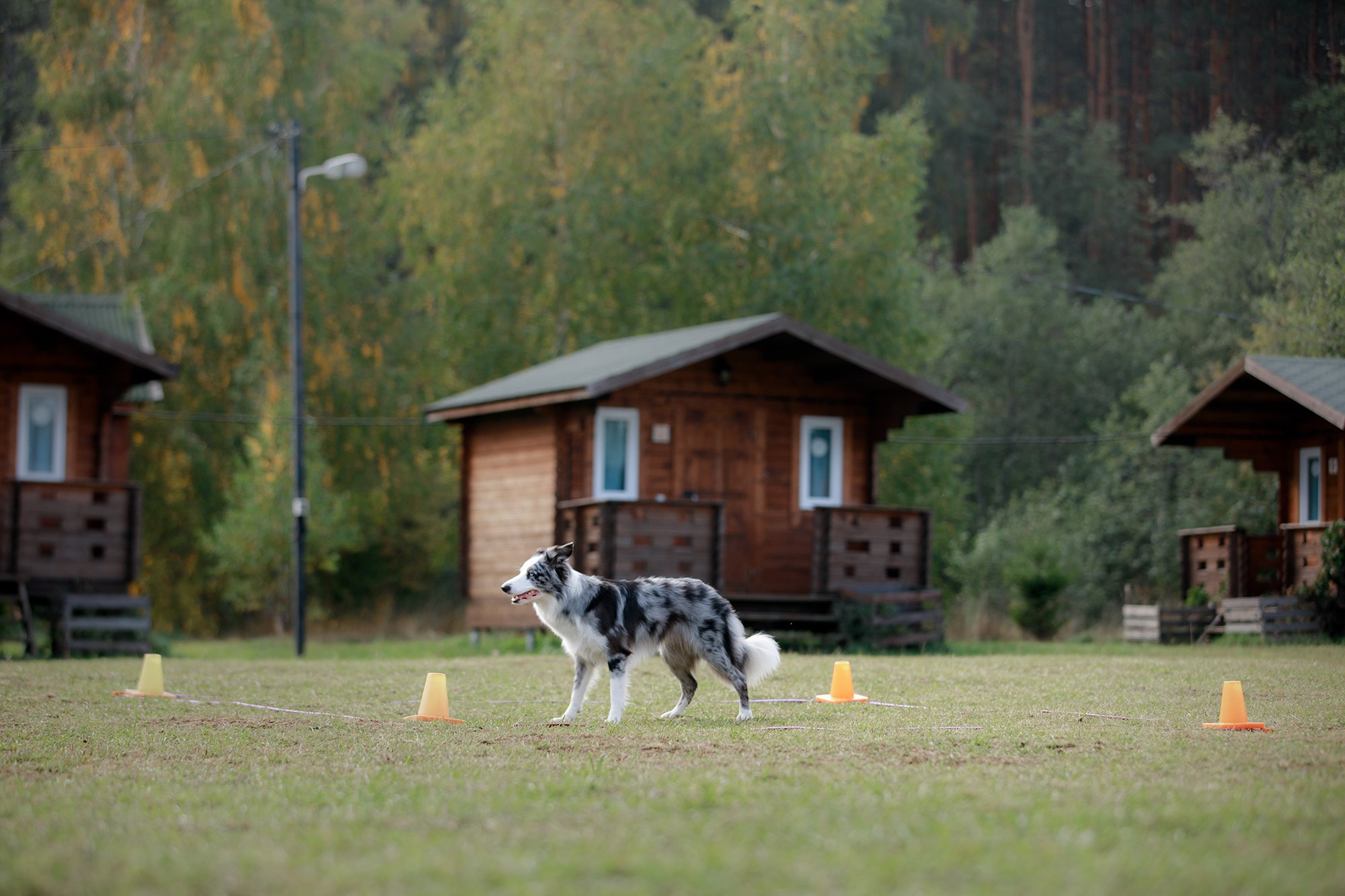 Лагерь по ОБД с Инной Баженовой. Фотограф-анималист Mary Mart — Москва, Питер