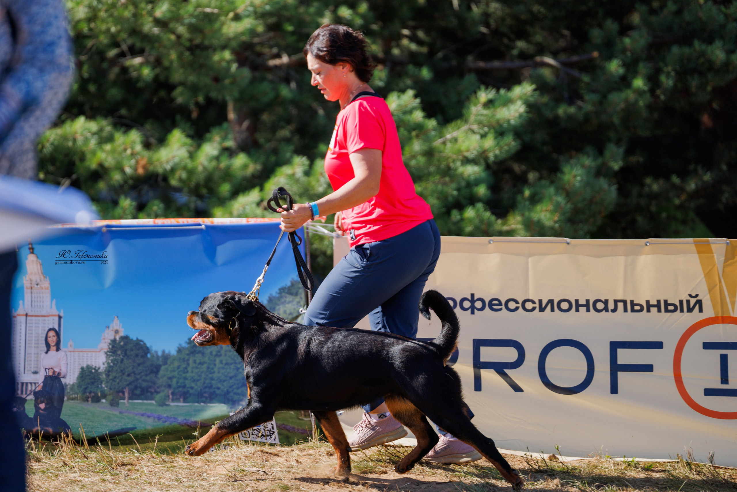 ПК и КЧК ротвейлеры Тверь 6-7.07.2024. Фотограф-анималист Юлия Германика