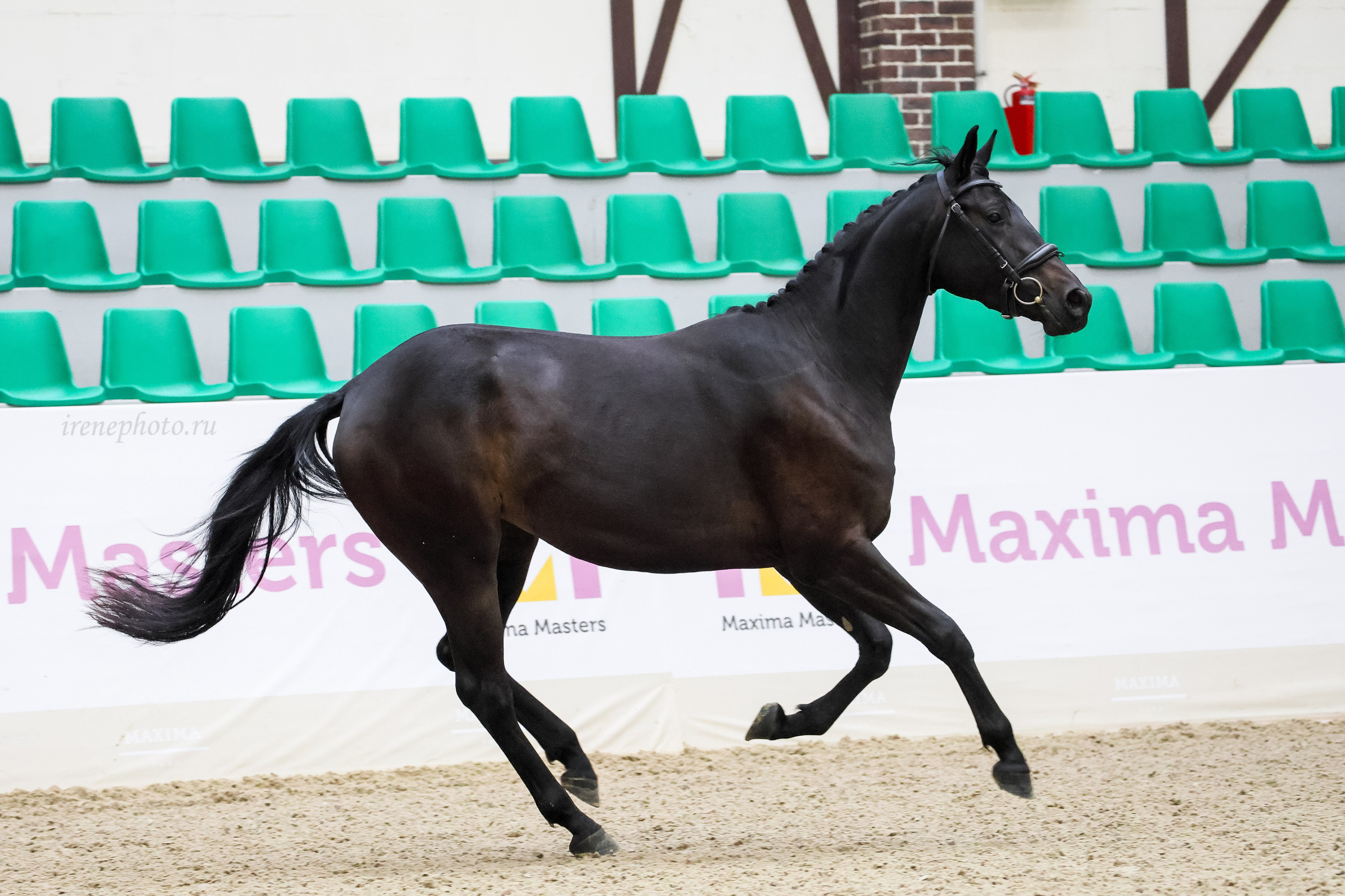 Конная Россия 2024. Irenephoto.ru
