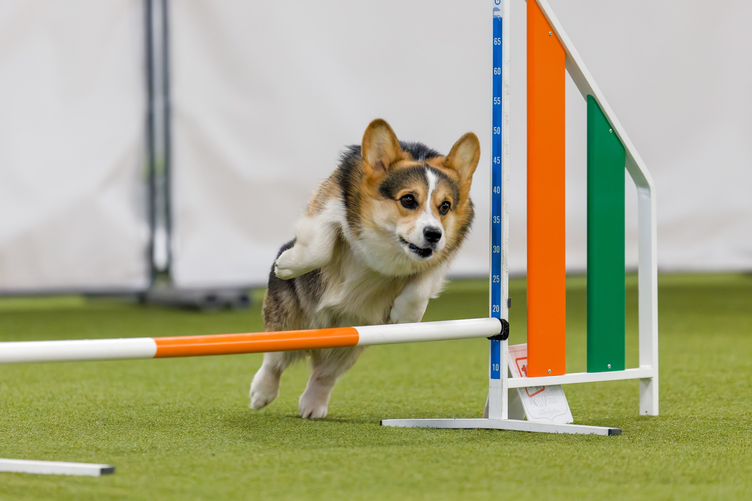 День рождения Пёсбурга — февраль 2025. Irenephoto.ru