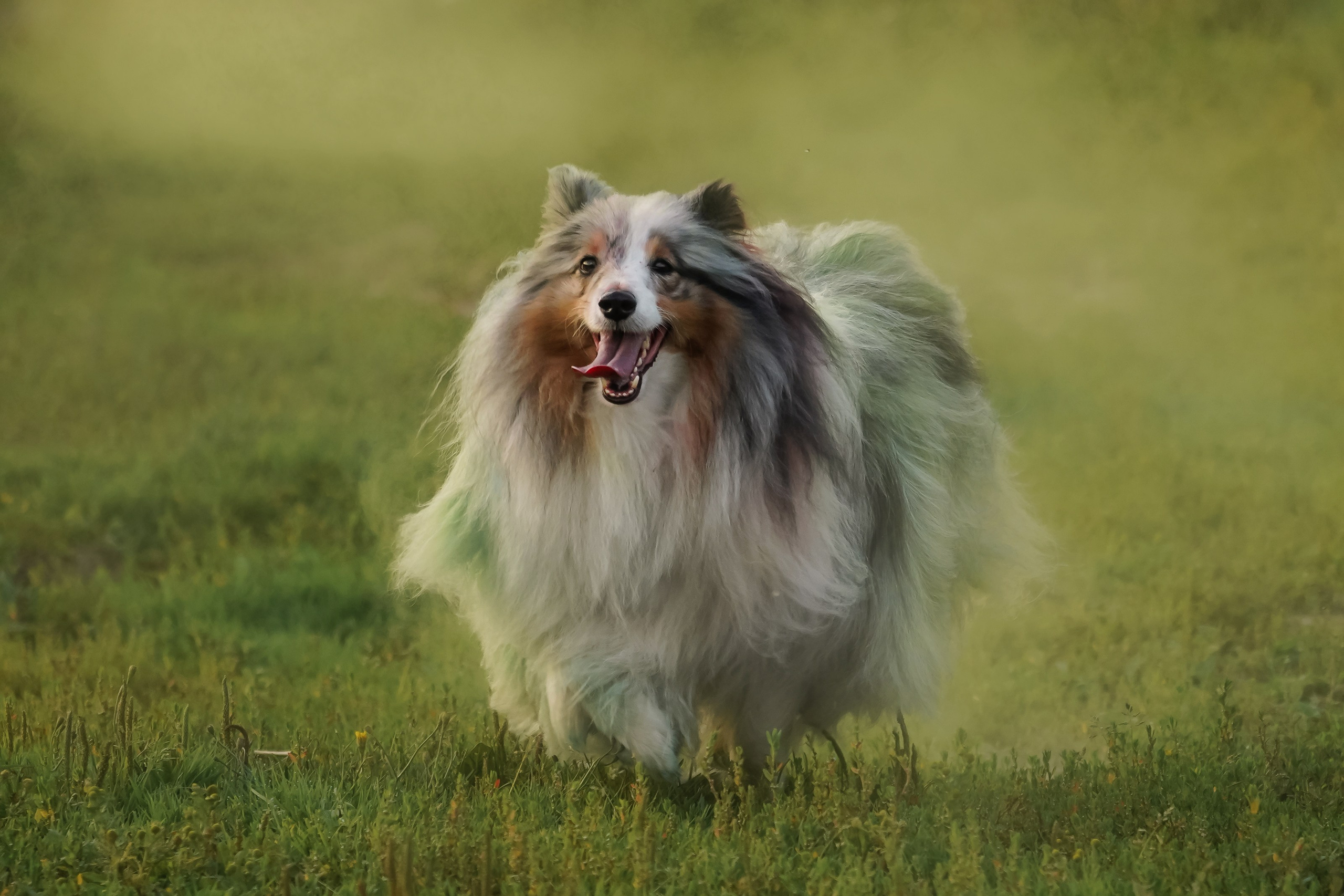 Итиль. Фотограф-анималист, портретный фотограф в Чебоксарах Мария Садыкова