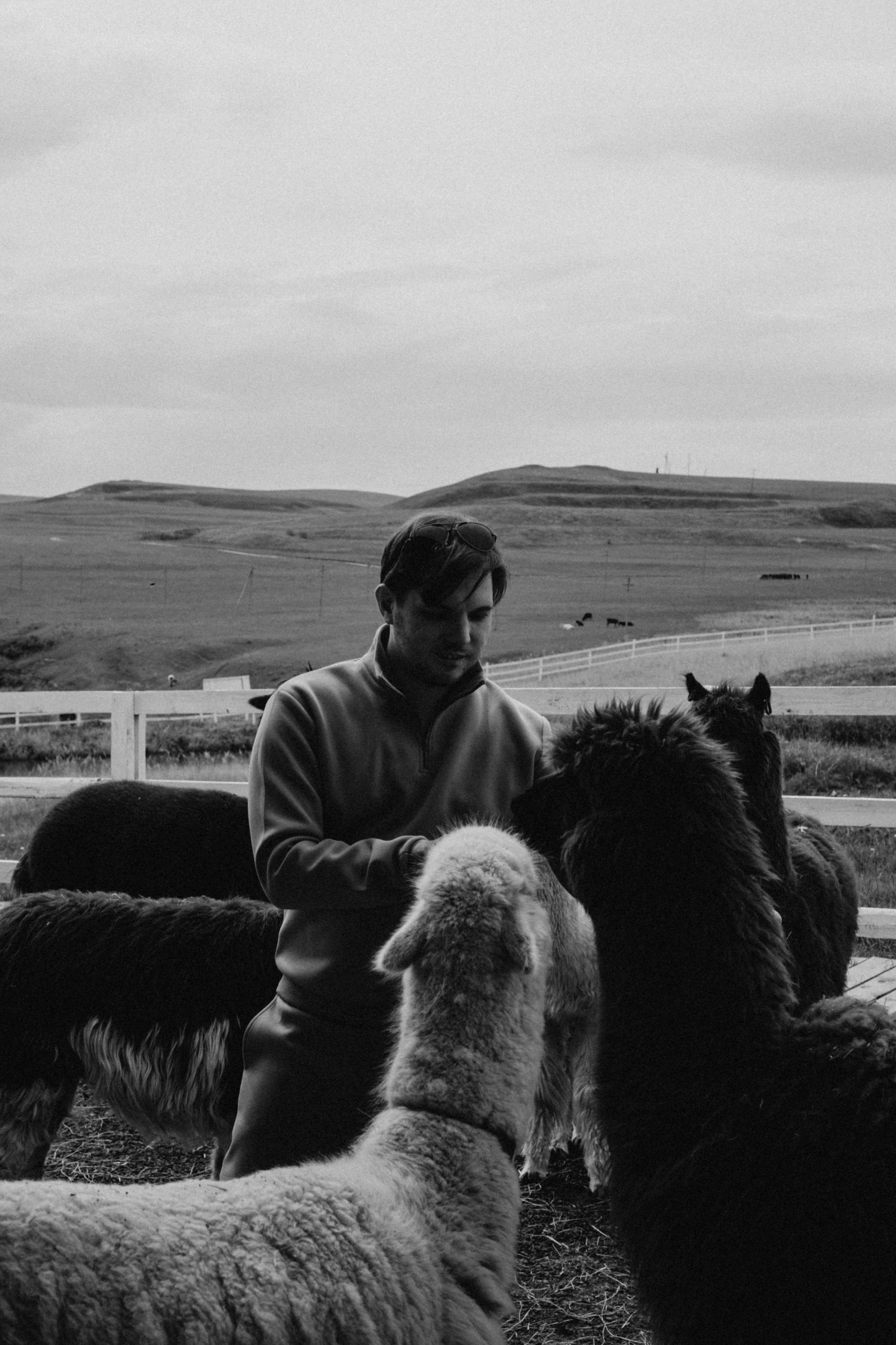 Ферма Альпак. Профессиональный фотограф, Санкт-Петербург — Виктория Богомолова