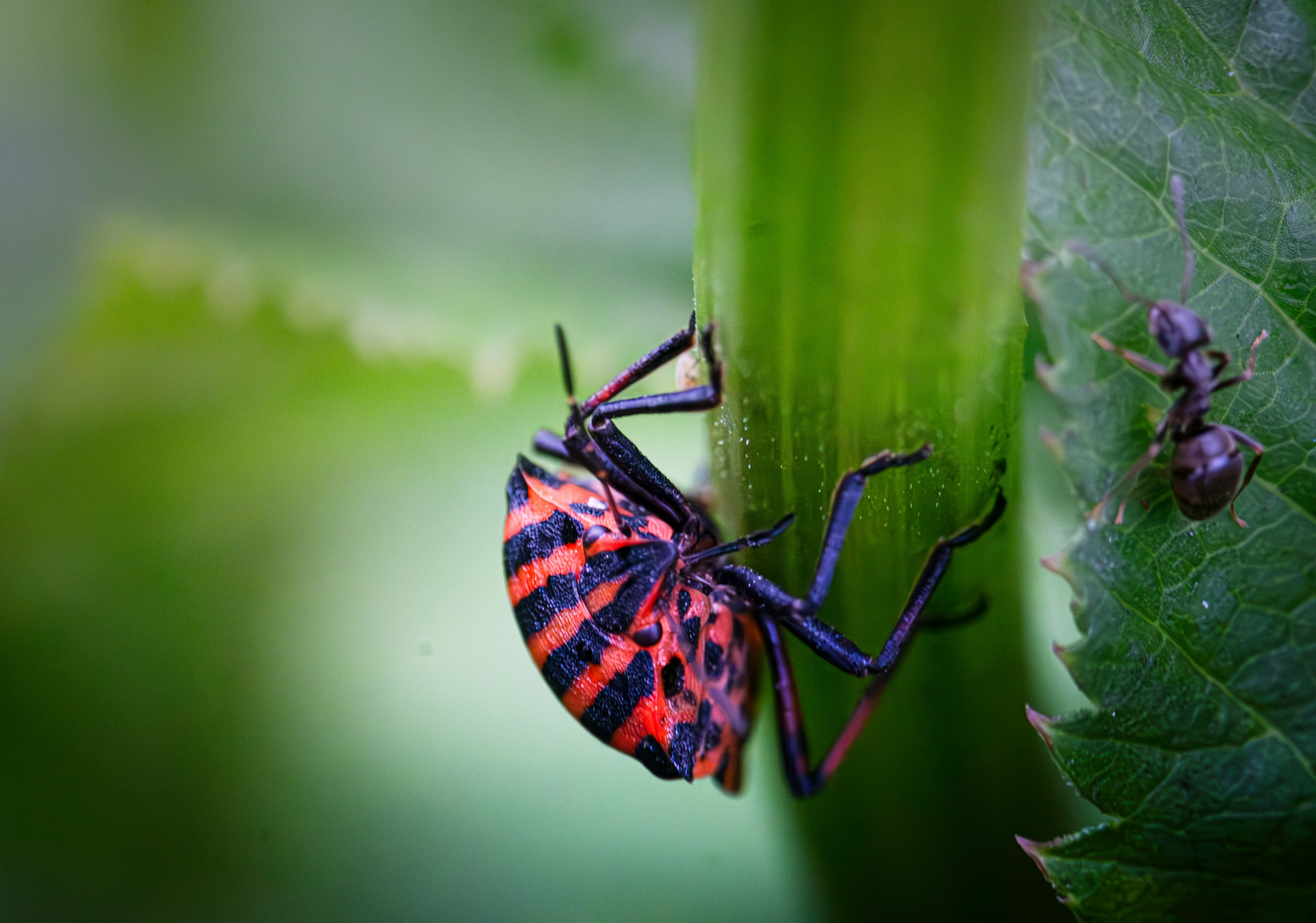 Макро жизнь. KRUTOVA_фотографирую жизнь
