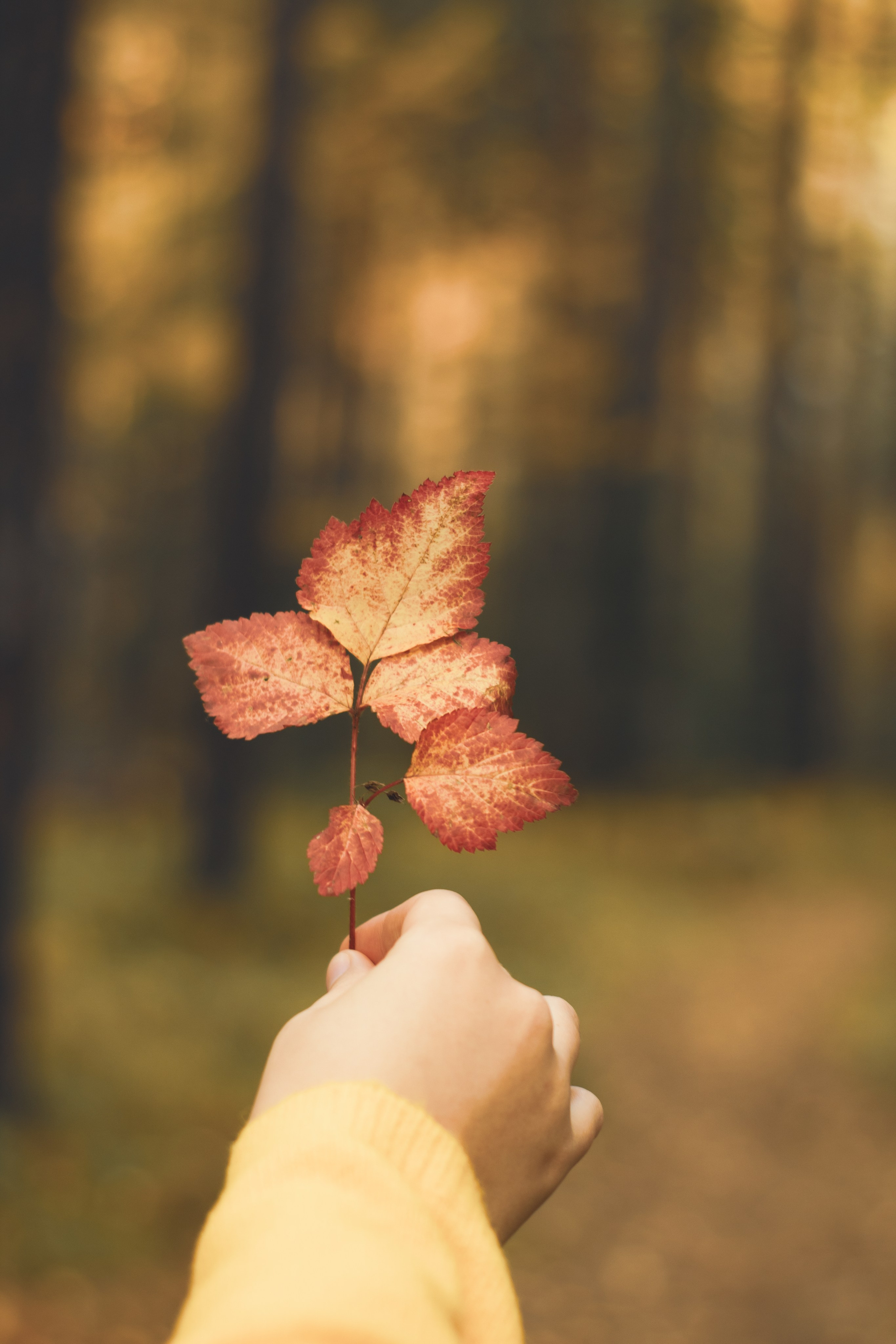 Chinese wall. Свадебный и семейный фотограф в Красноярске Леонид Максимов