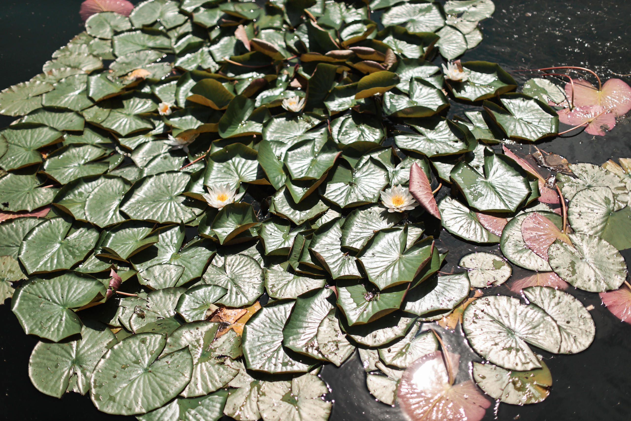 Экскурсия «Садовая улица города Пушкина» (07.07.2024) Автор: Аня Кузнецова