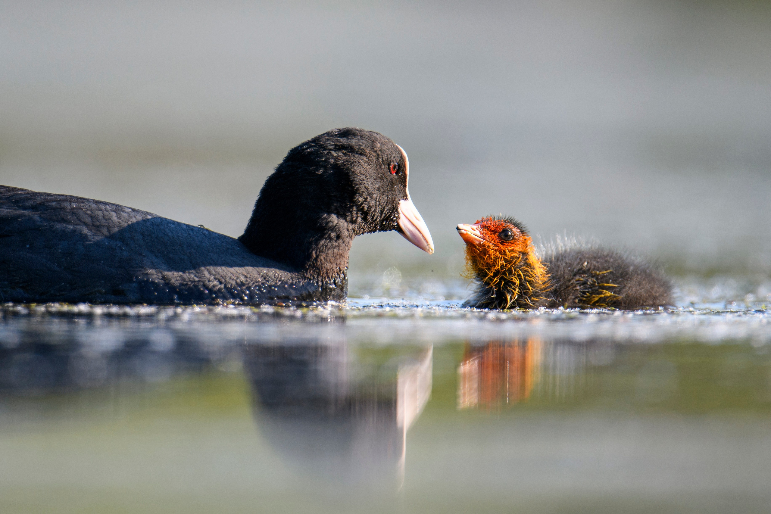 На болоте. Wildlife photography by Sergey Puponin