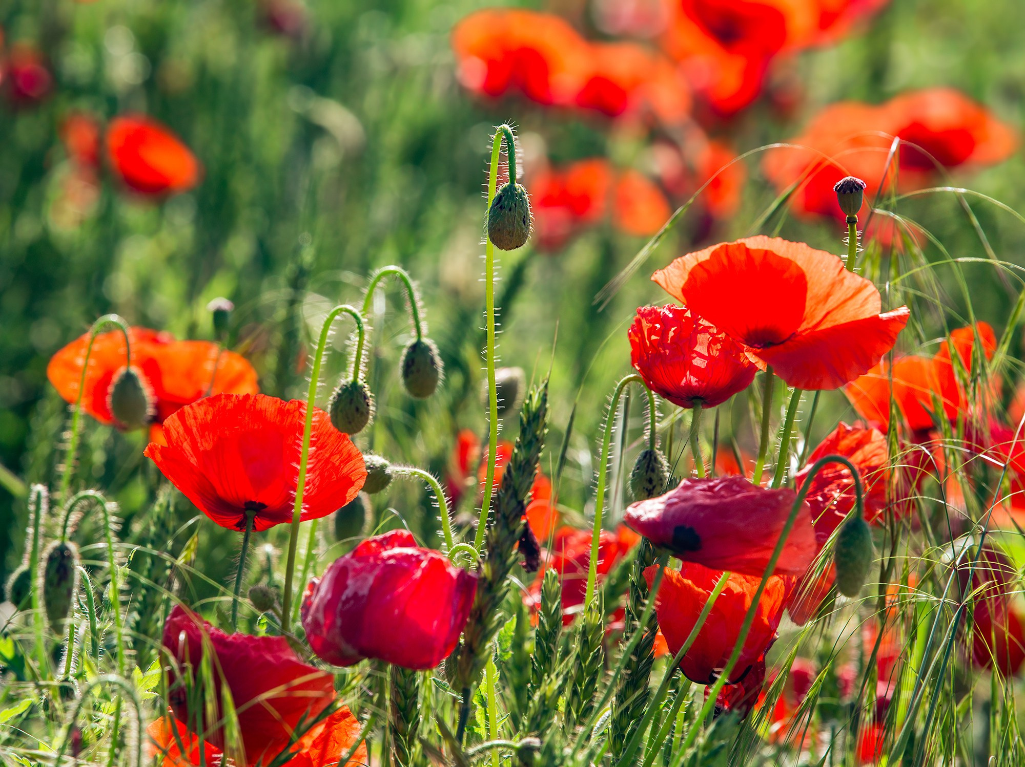 Северный Кавказ, Россия. Фотограф Владимир Остапенко