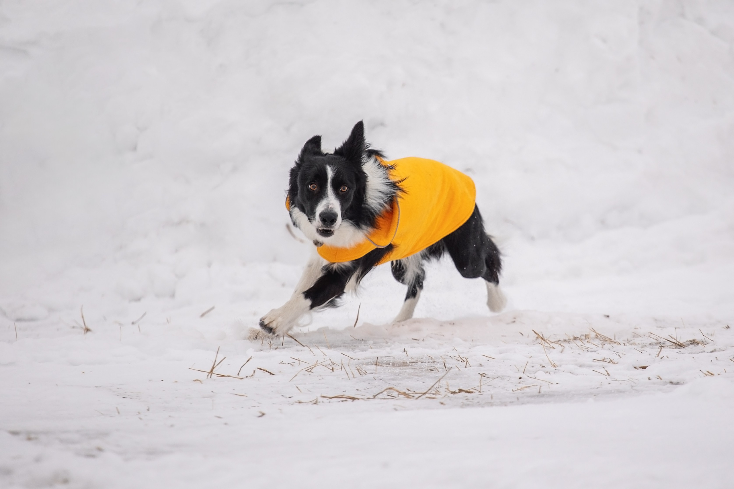 Татьяна и Ран. YULA KOLESOVA | Фотограф — Анималист | Художник | Тюмень