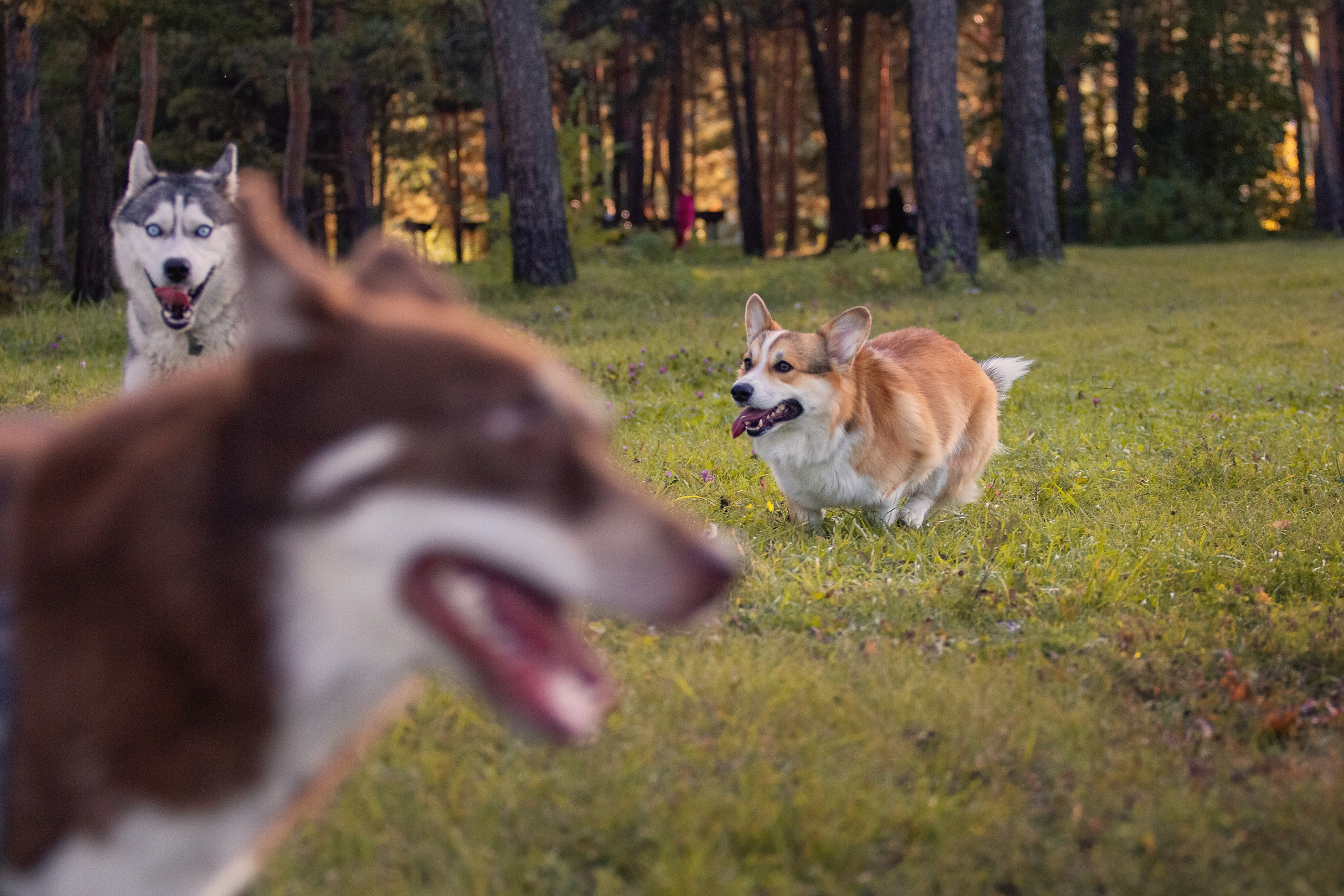 Светлана и Тисэ. YULA KOLESOVA | Фотограф — Анималист | Художник | Тюмень