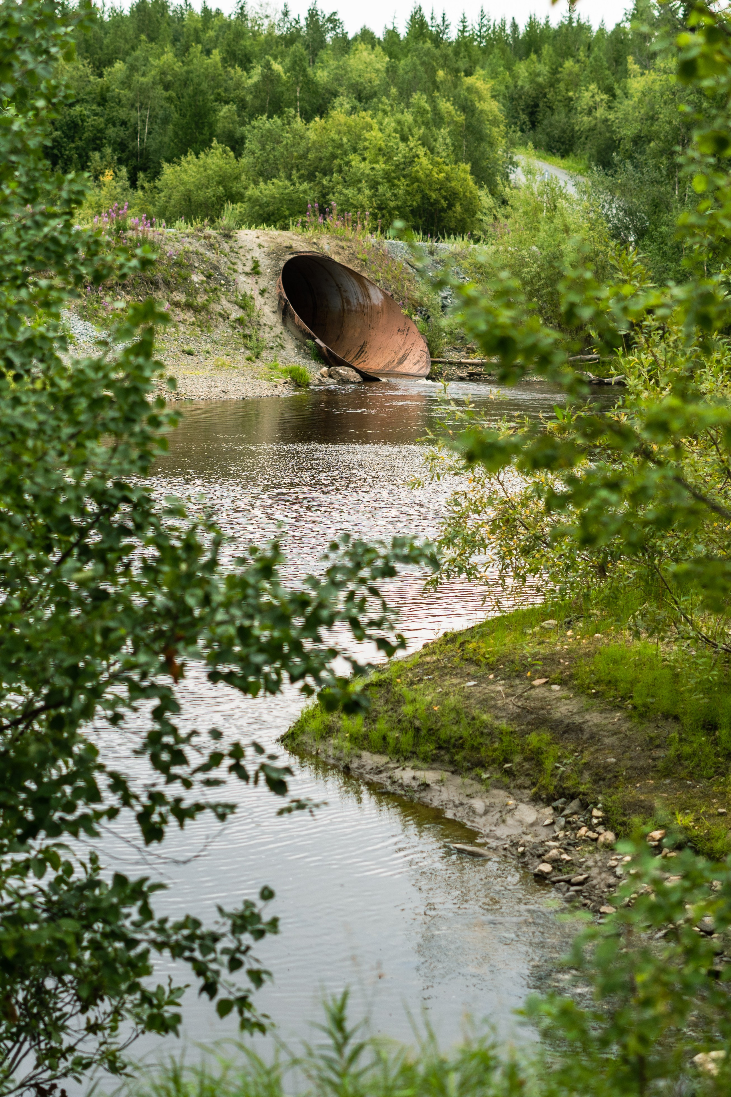 Лето в тундре. Фотограф Екатерина Зорина