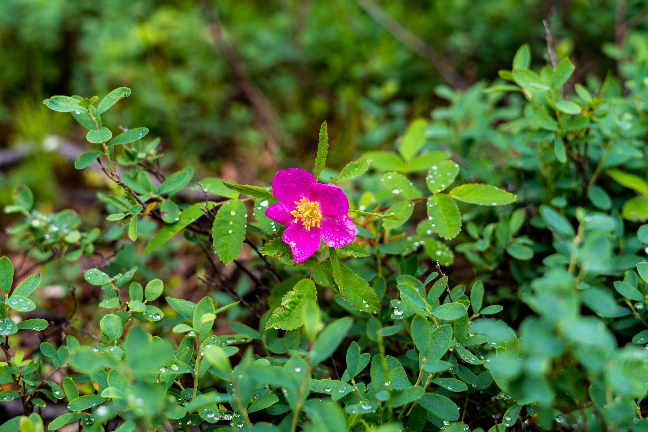 Лето в тундре. Фотограф Екатерина Зорина
