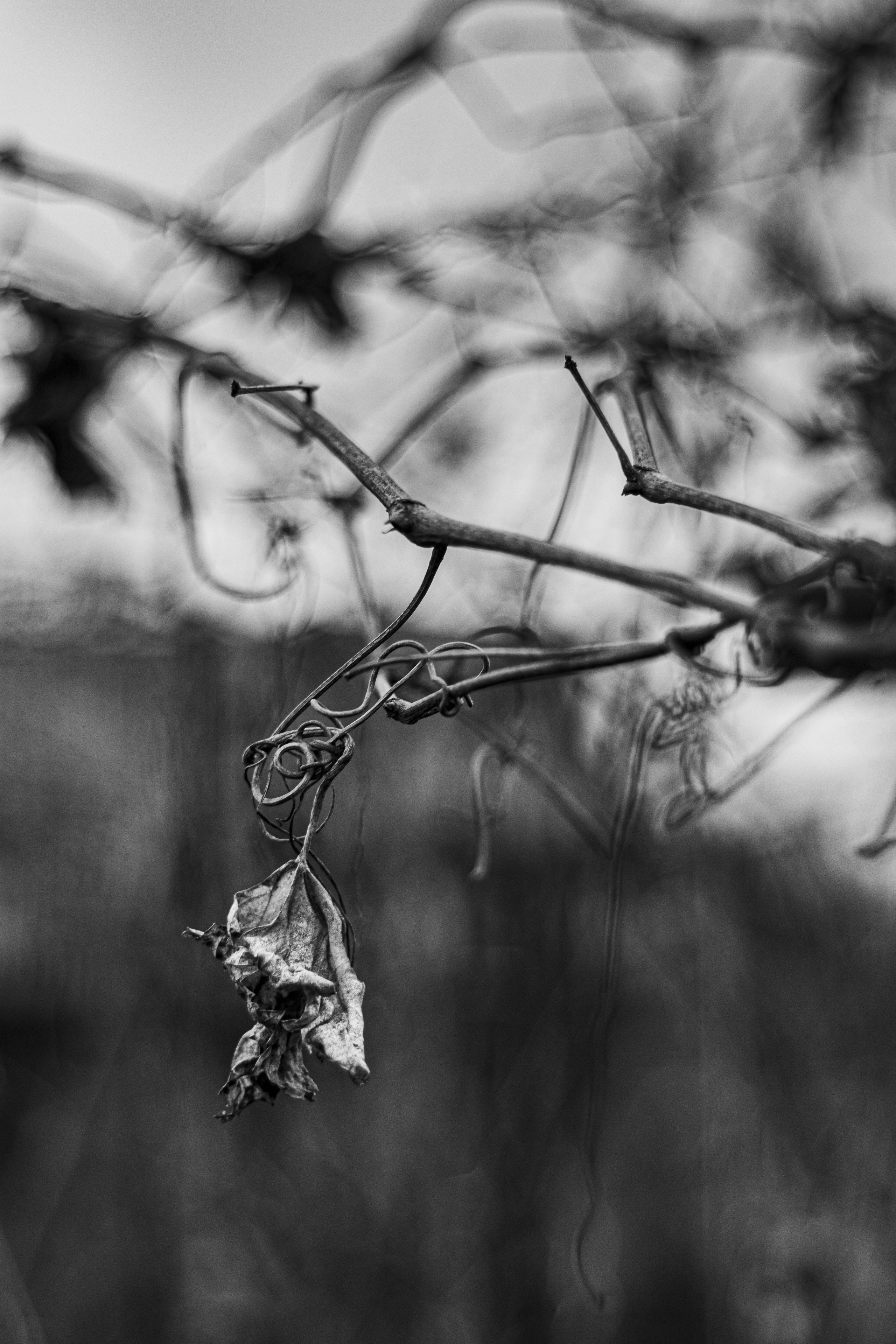 十一月的花园 – 秋日氛围与金色光影摄影