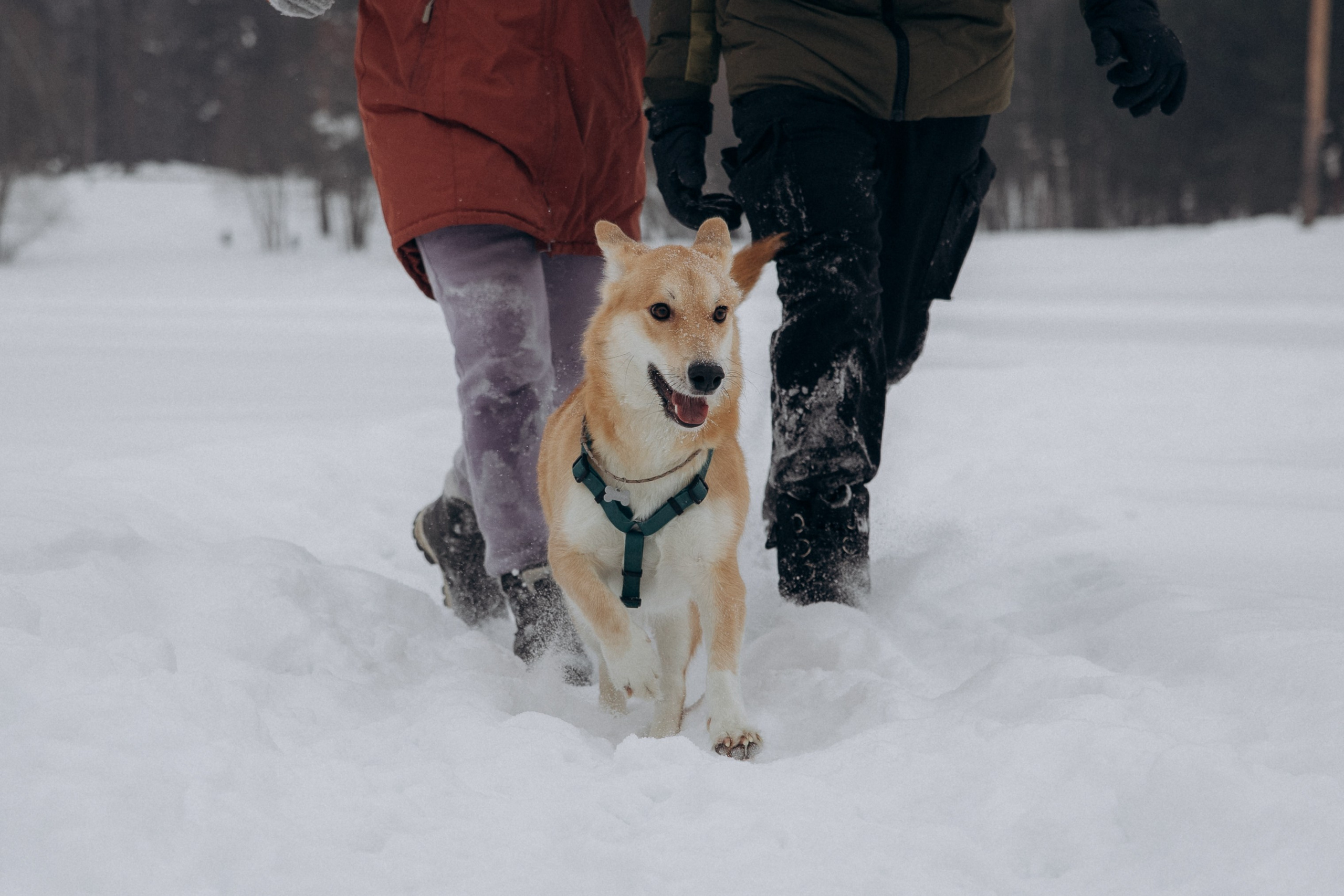 Прогулка на озере зимой. Фотограф анималист в Казани Алина Сулейманова. Фотограф животных