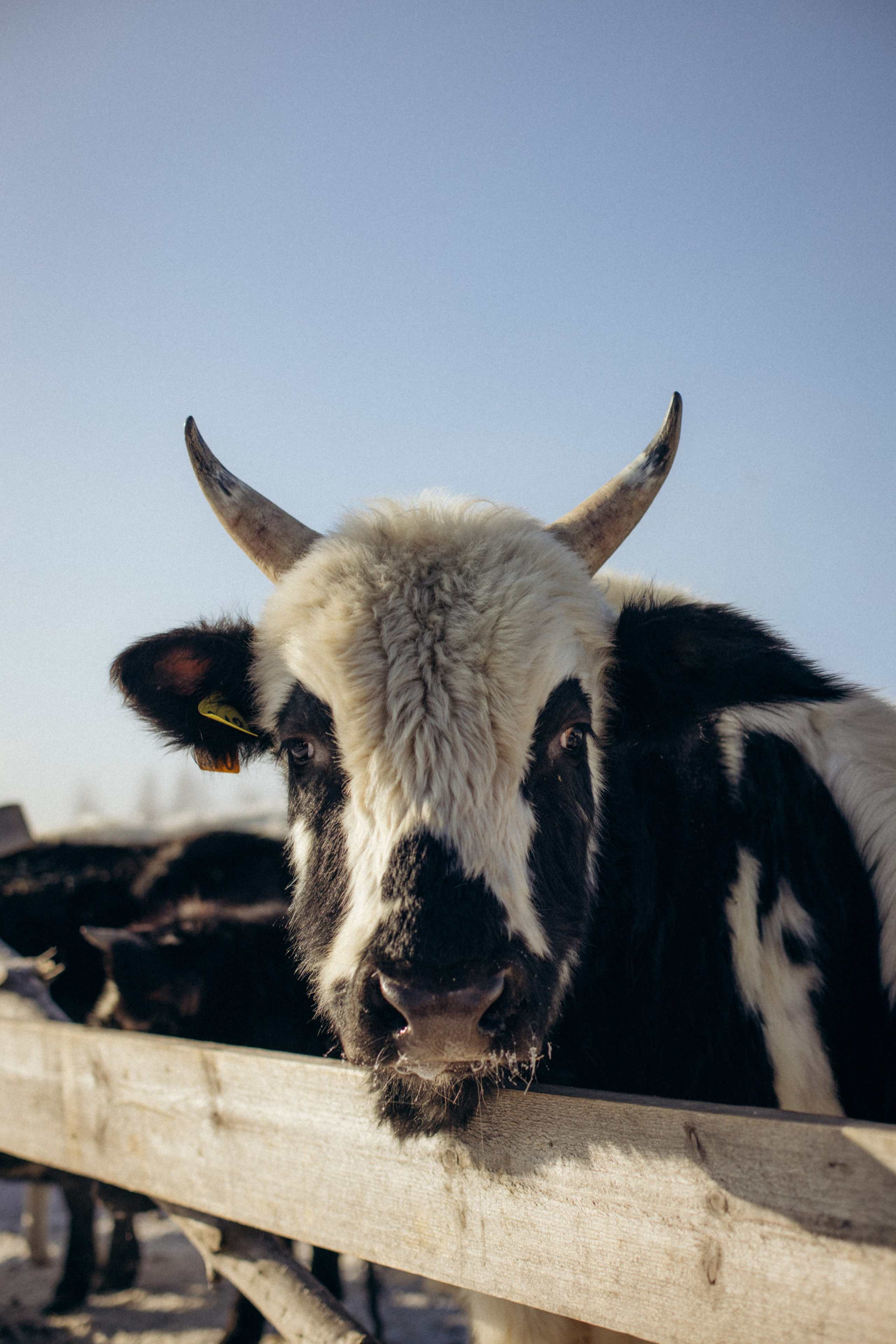 Настя с Сашей и Полей на ферме. Klerout Photographer