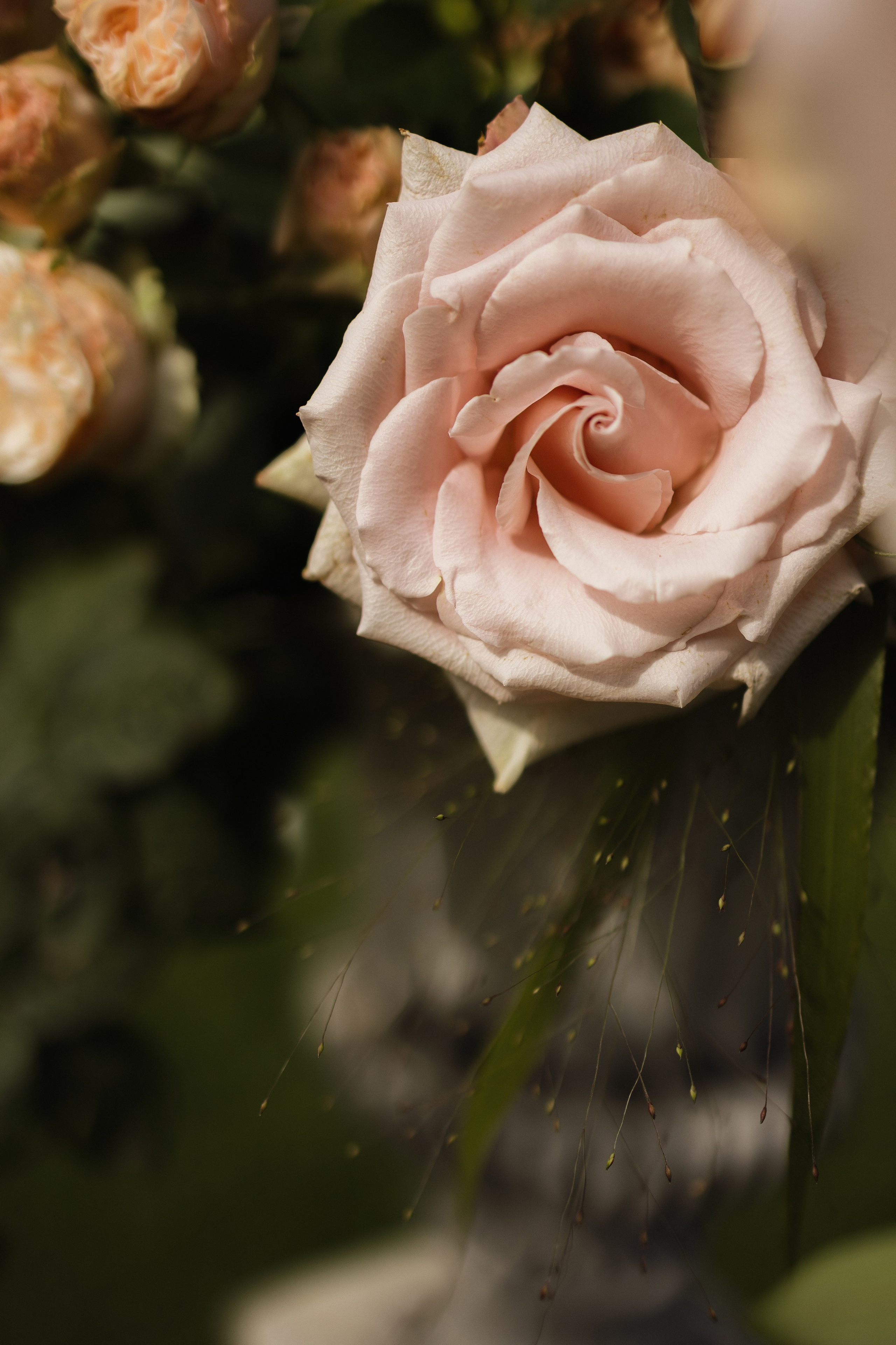 S&E. Свадебный фотограф Лиза Макатович Беларусь Минск