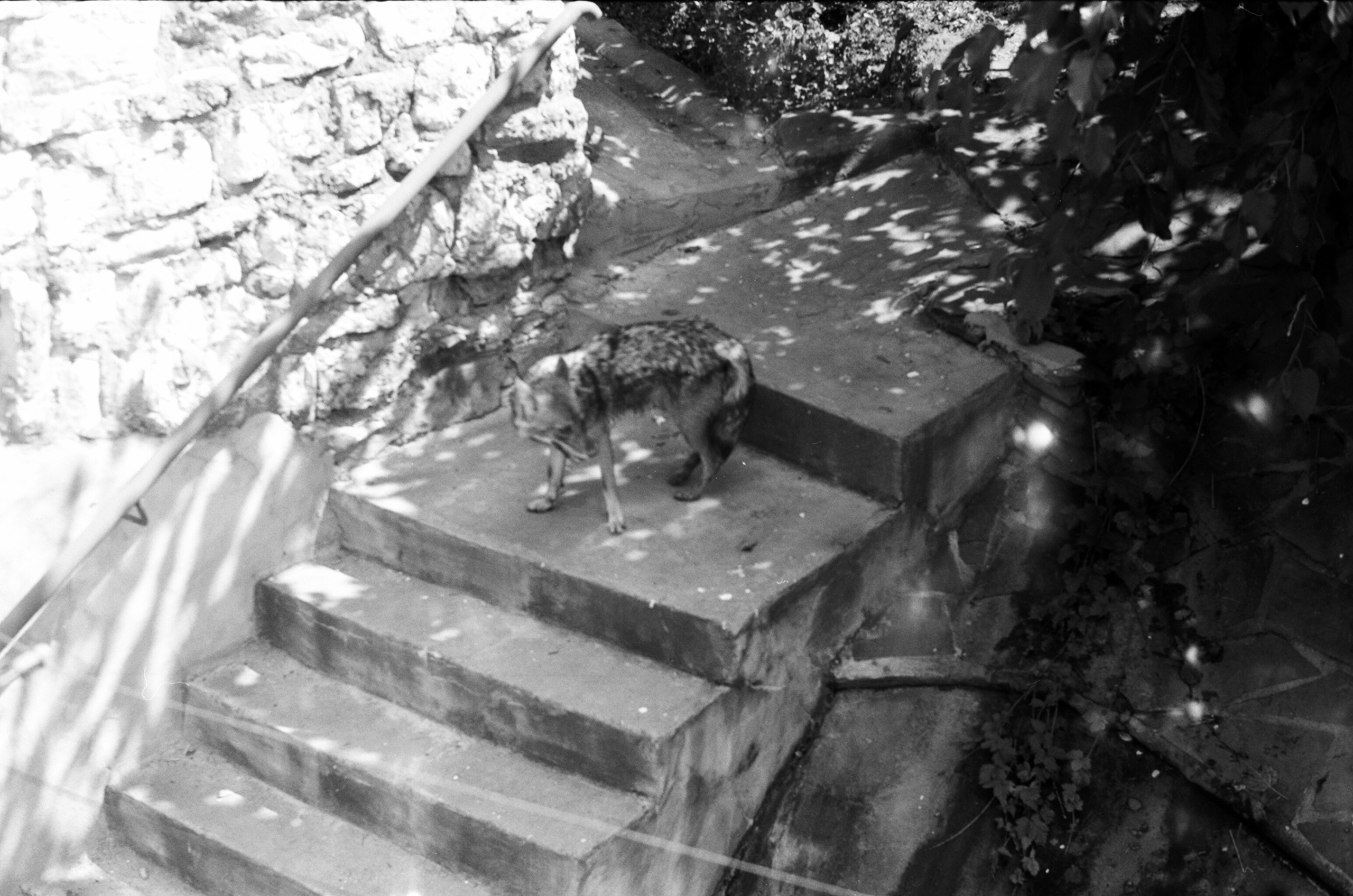 Альбом пленочных ЧБ-фото. Репортажный и семейный фотограф — Шелихов Сергей