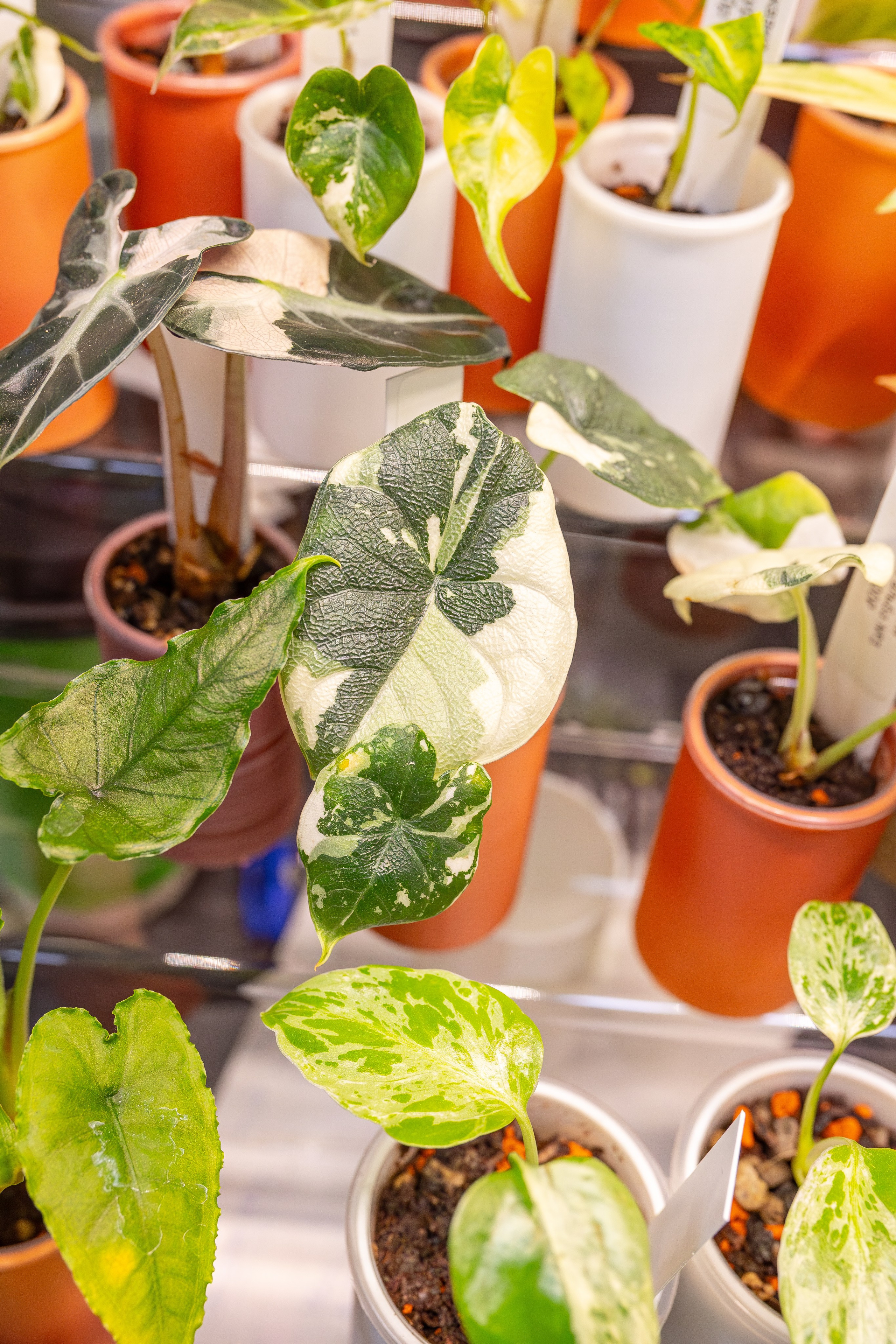 Монстериум апрель 2026. Александра Куликова фотограф, Москва