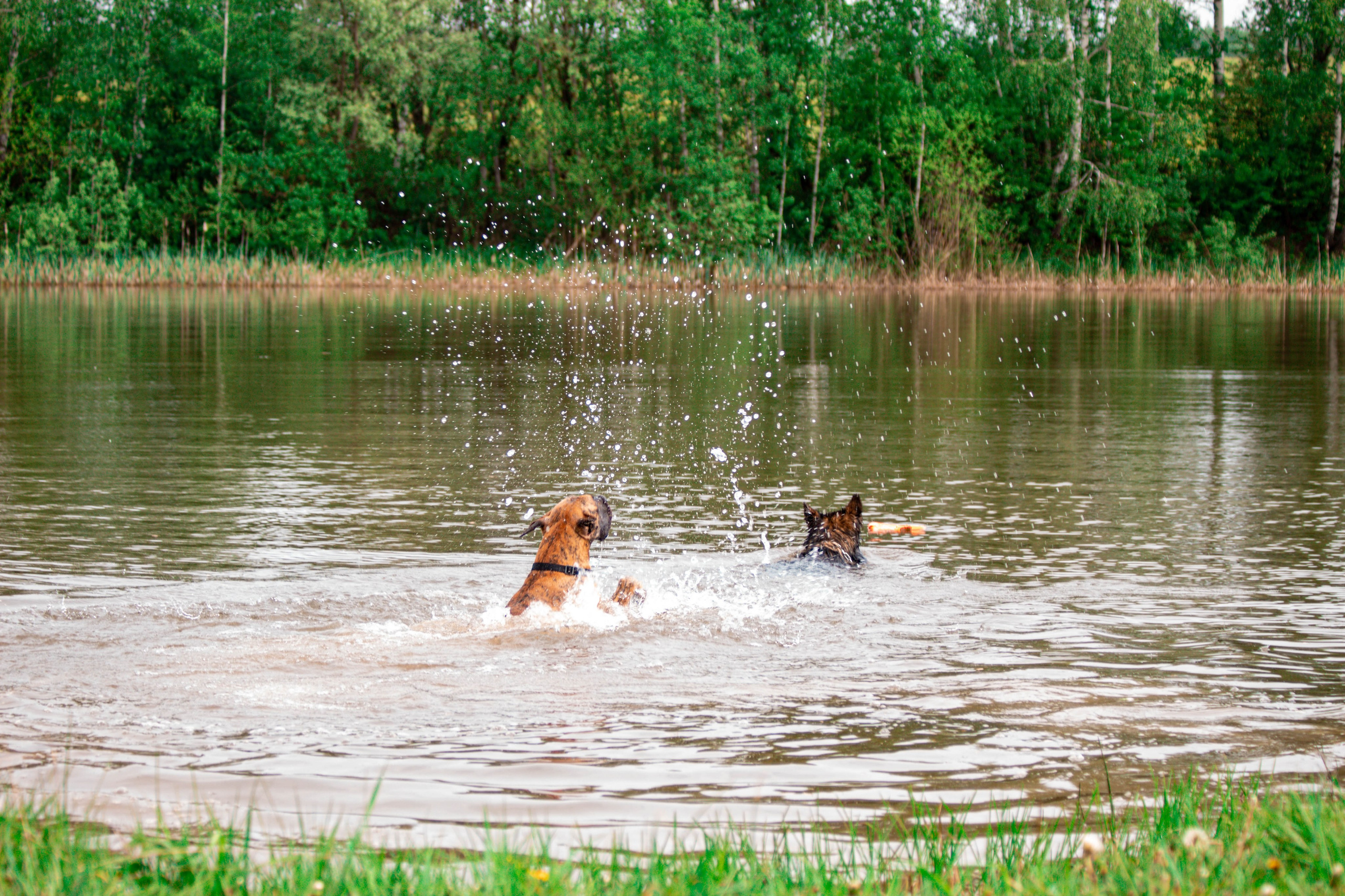 Фотосессии с животными Тула. Фотограф анималист — Тула, Москва