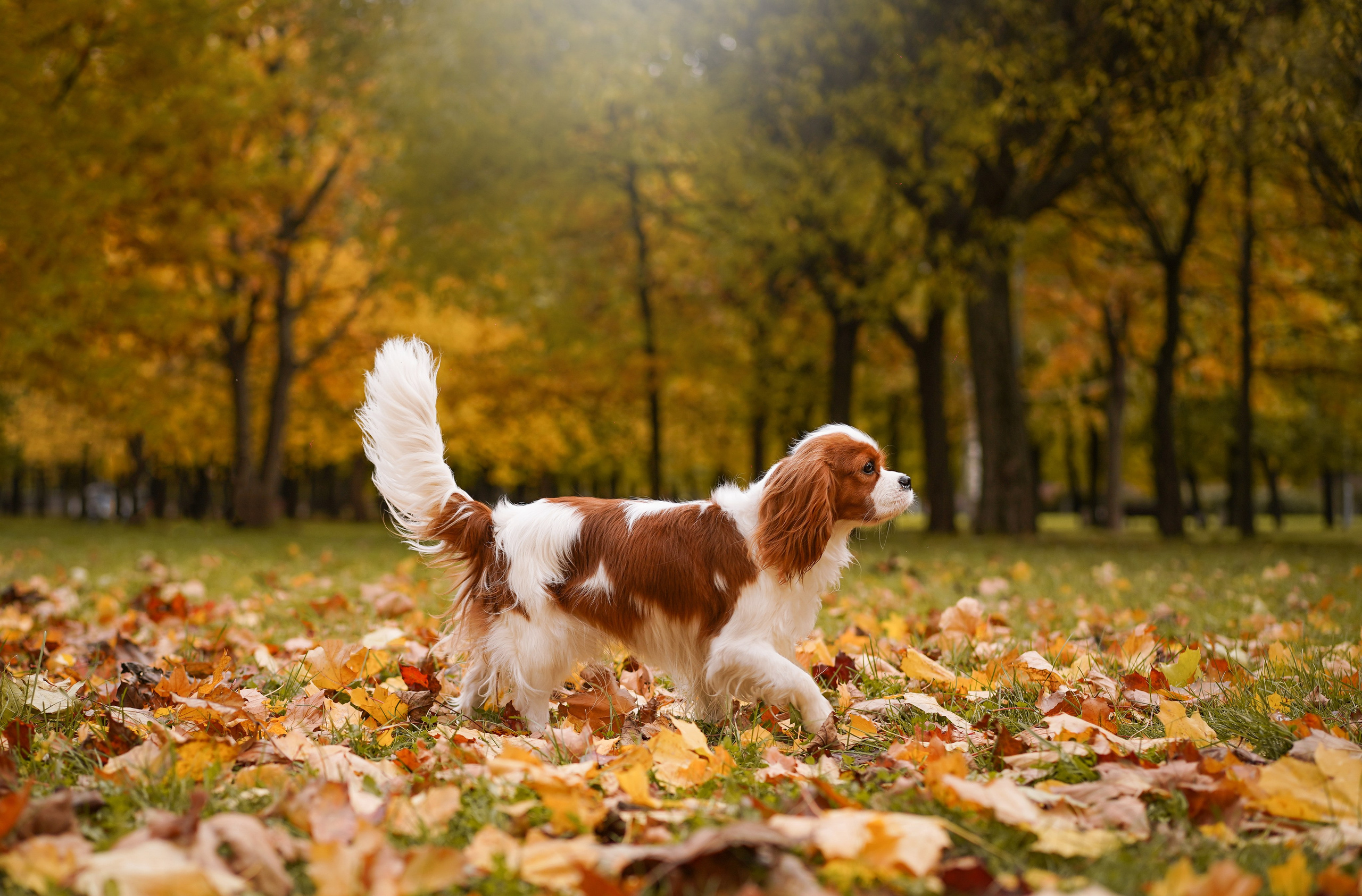 Катя Валера Саша и кавалерчики. Фотограф-анималист в Санкт-Петербурге Яна Мартынова