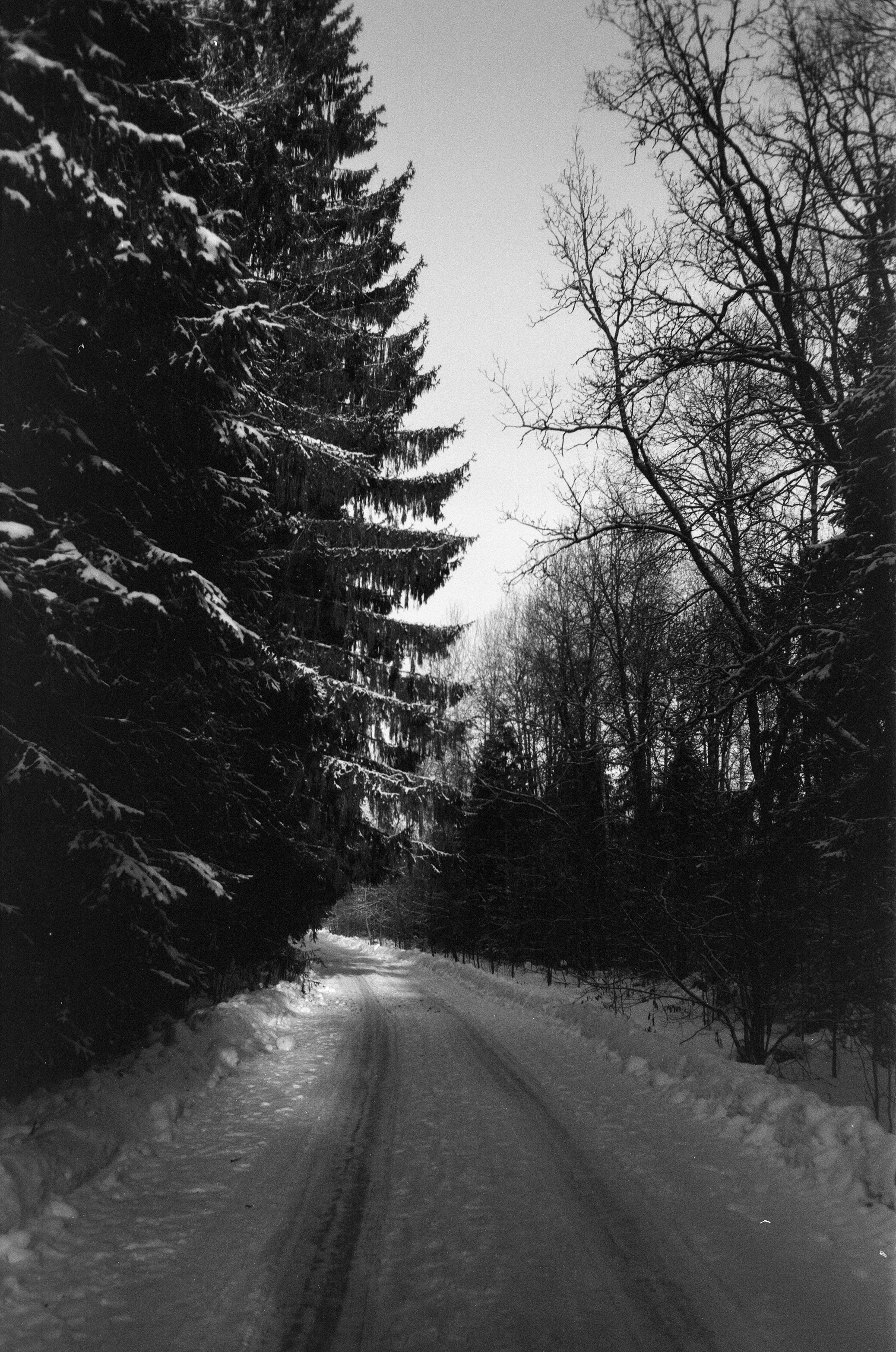 Minox 35GT / Тасма Т-25 ISO 100 / Давыдовское, Лукино