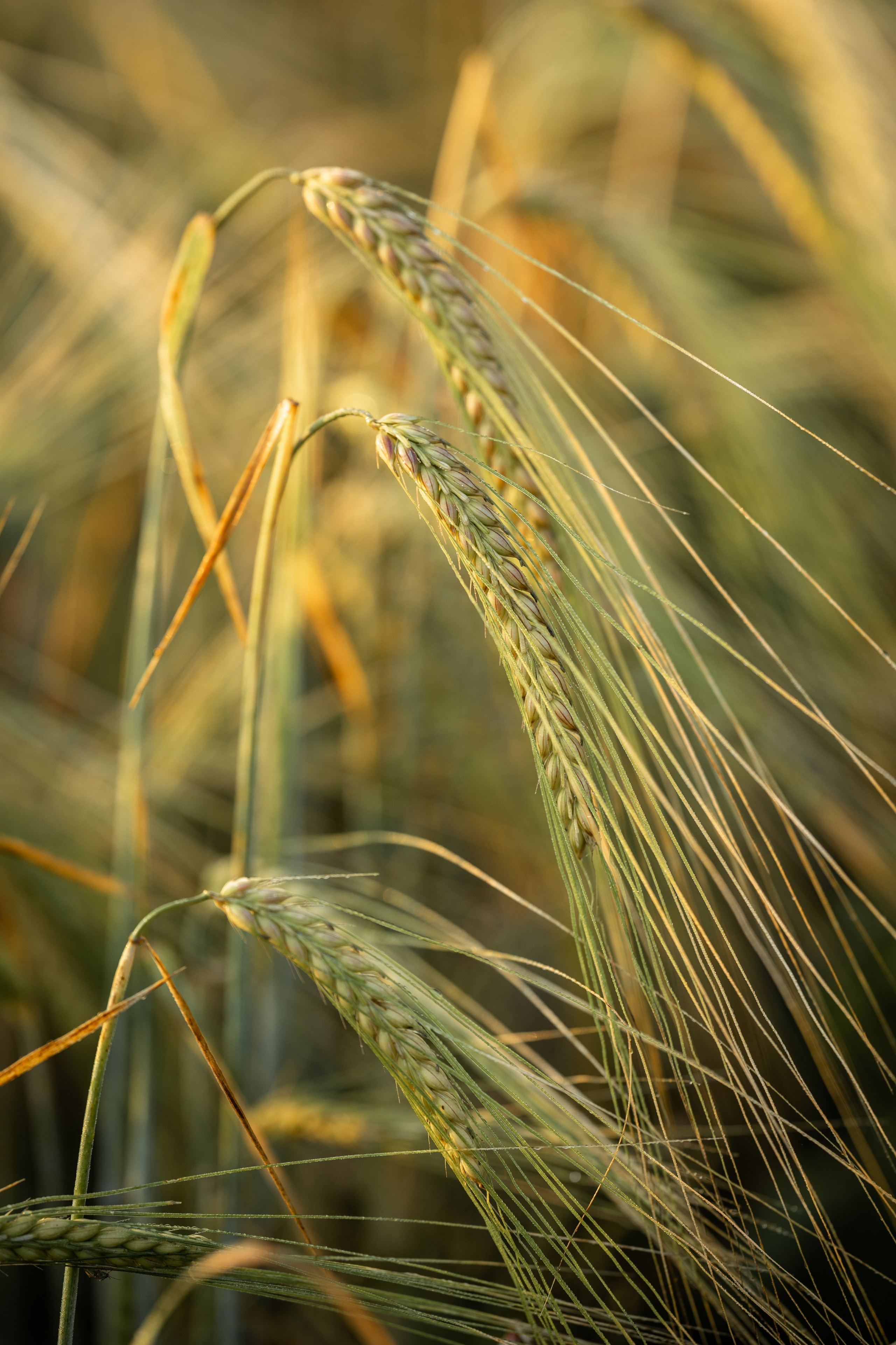 Природные пейзажи. Наталия Клевинскас портретный фотограф в Костроме