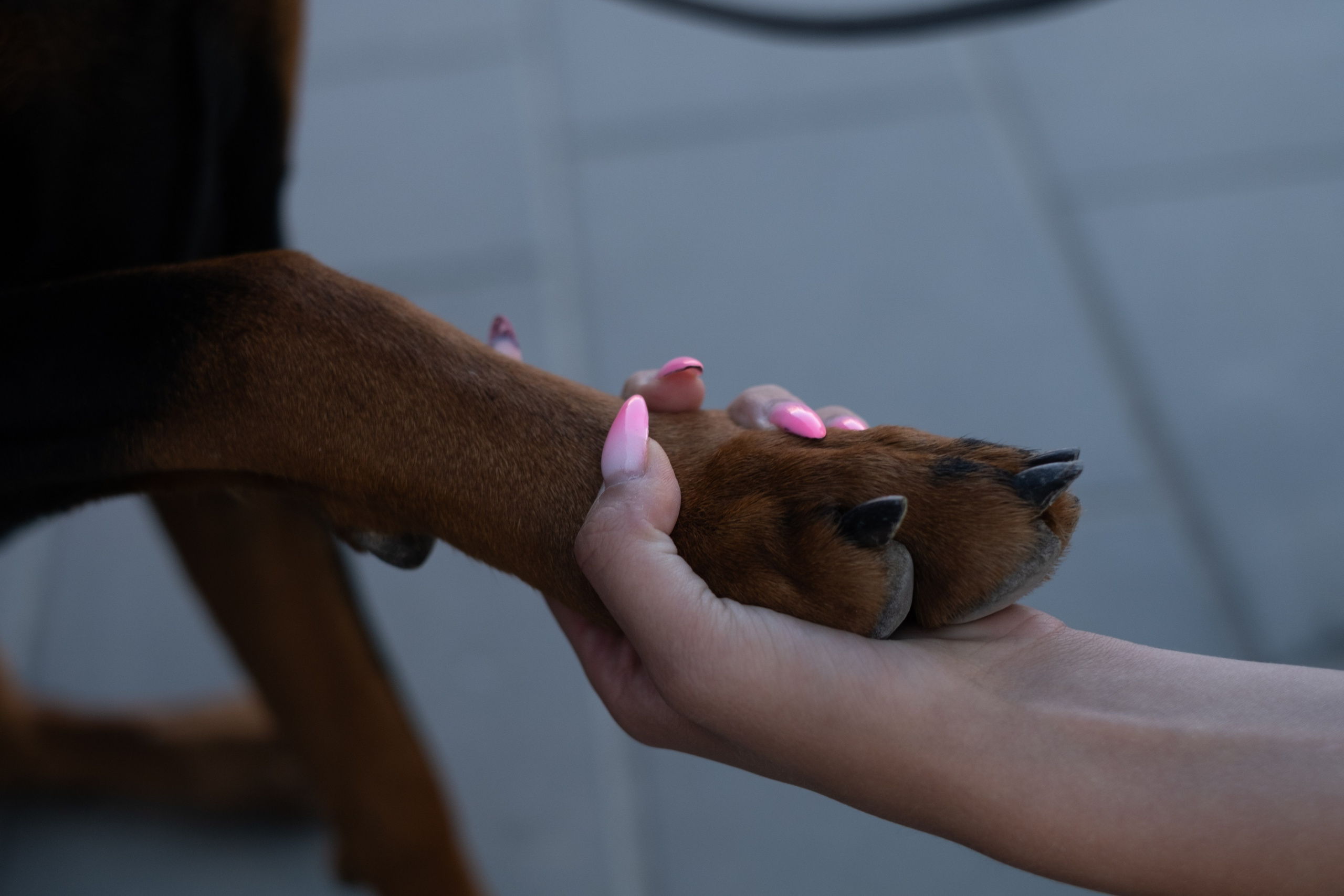 Фотосессия с Доберманом. Профессиональная фотосъемка в Крыму. Натуральные эмоции и живые кадры. Забронируйте дату прямо сейчас!