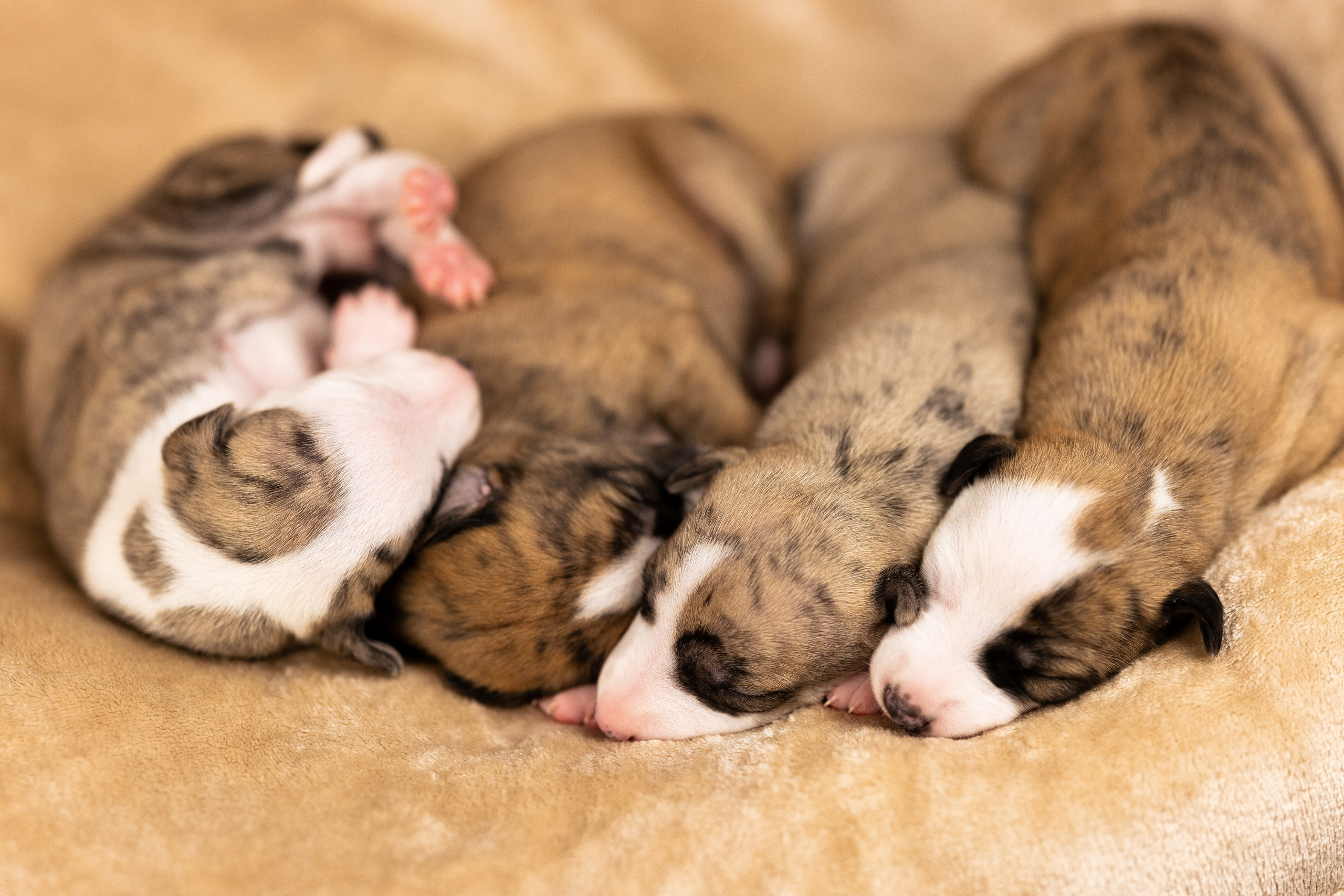 Уиппет. Фотограф и видеограф анималист Аганина Дарья
