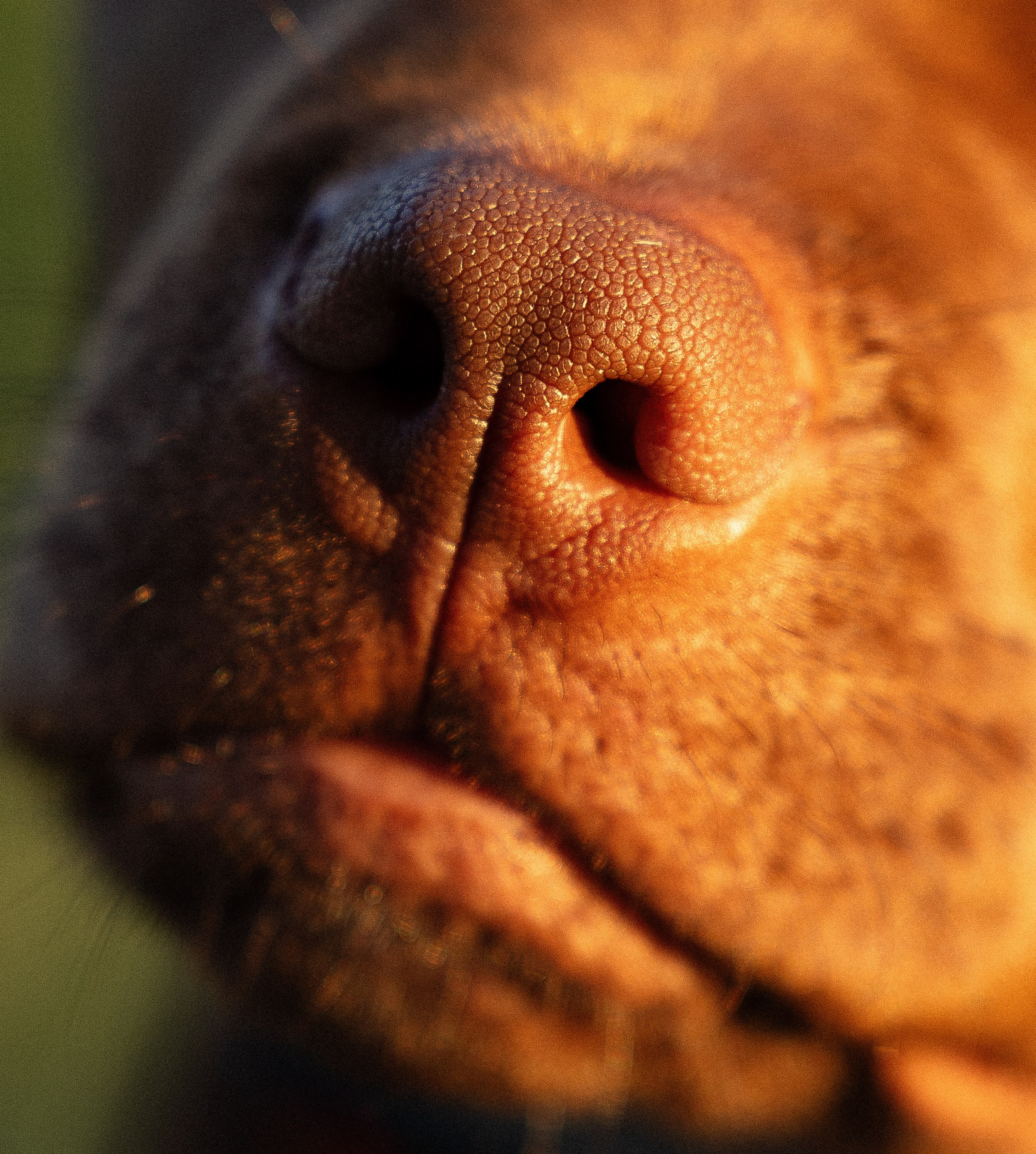 Елена и Хан. Фотограф и видеограф анималист Аганина Дарья