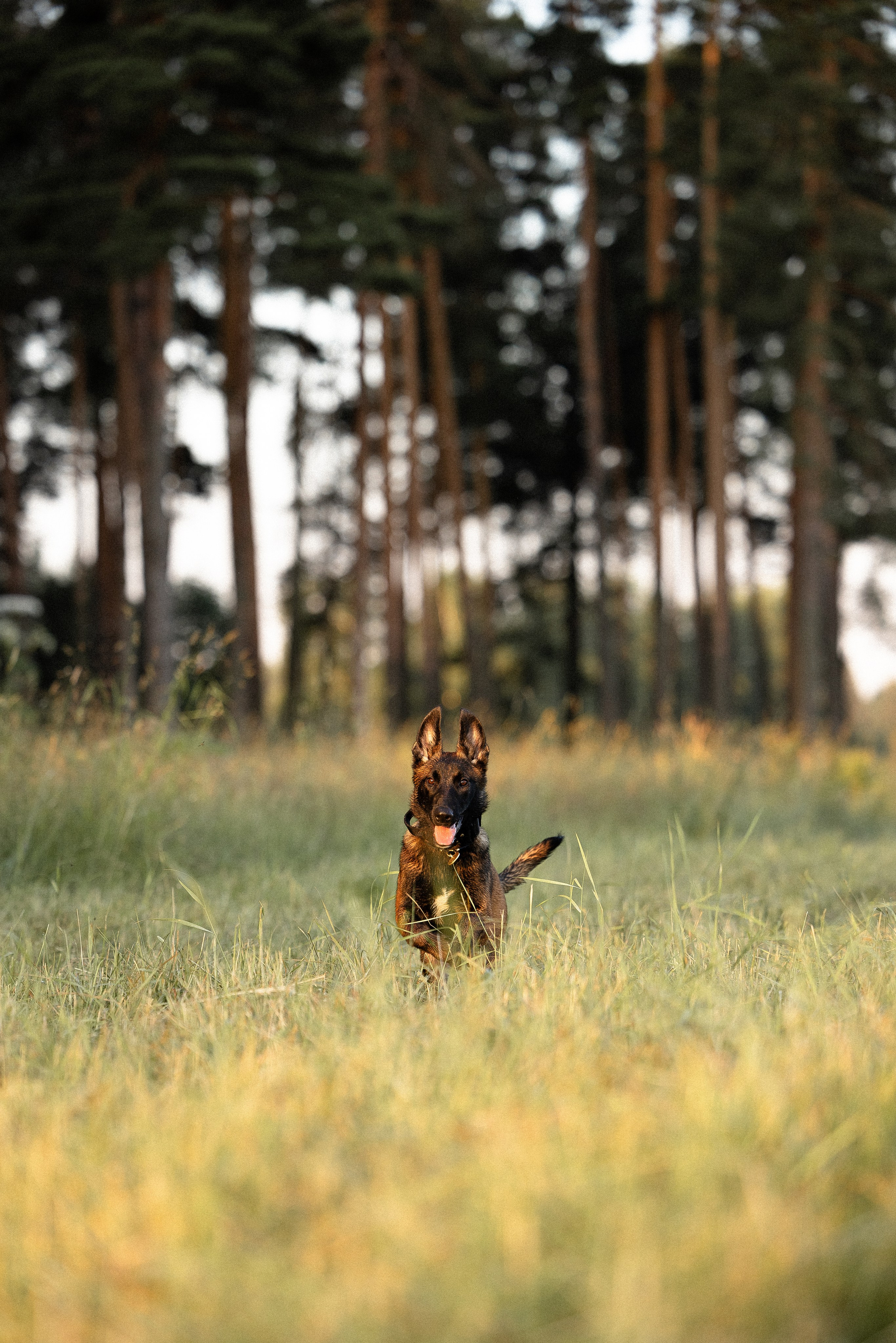 Галина и Лоя. Фотограф и видеограф анималист Аганина Дарья