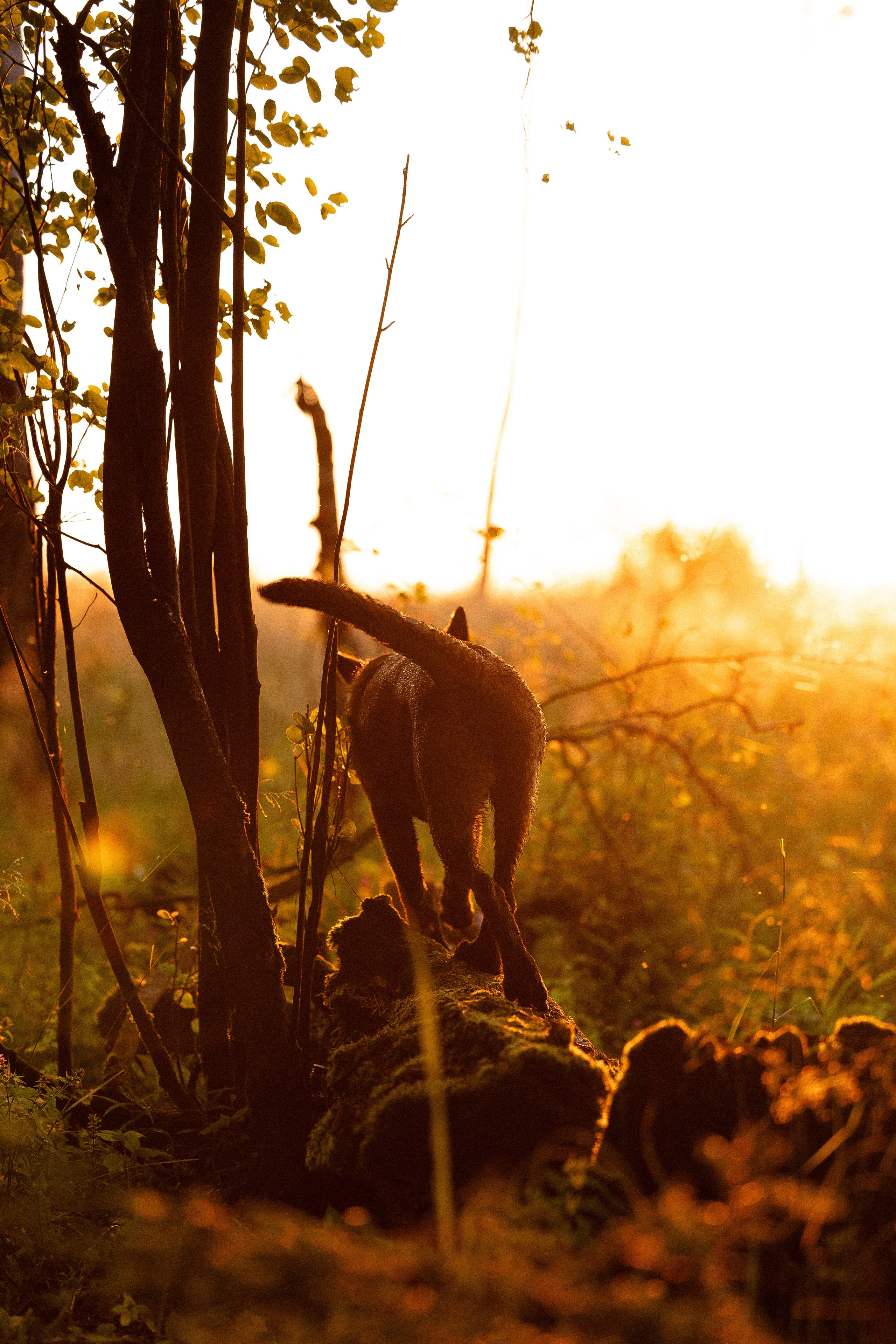 Галина и Лоя. Фотограф и видеограф анималист Аганина Дарья