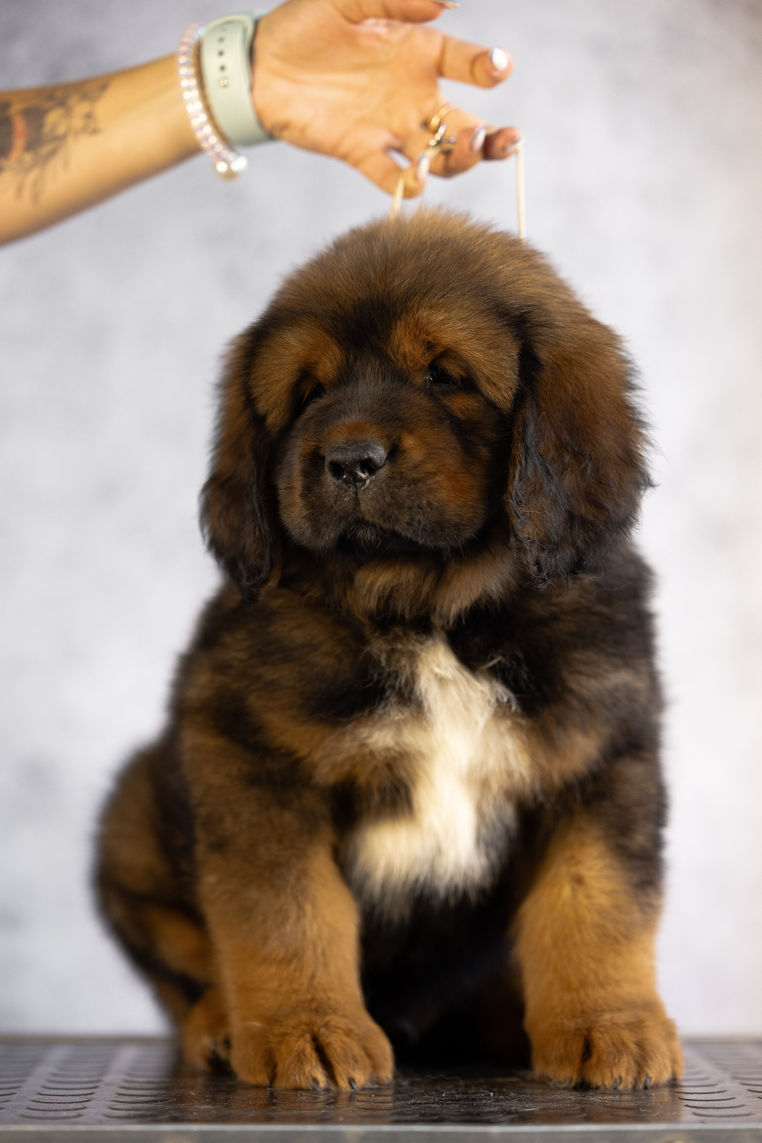 Тибетский мастиф. Фотограф и видеограф анималист Аганина Дарья