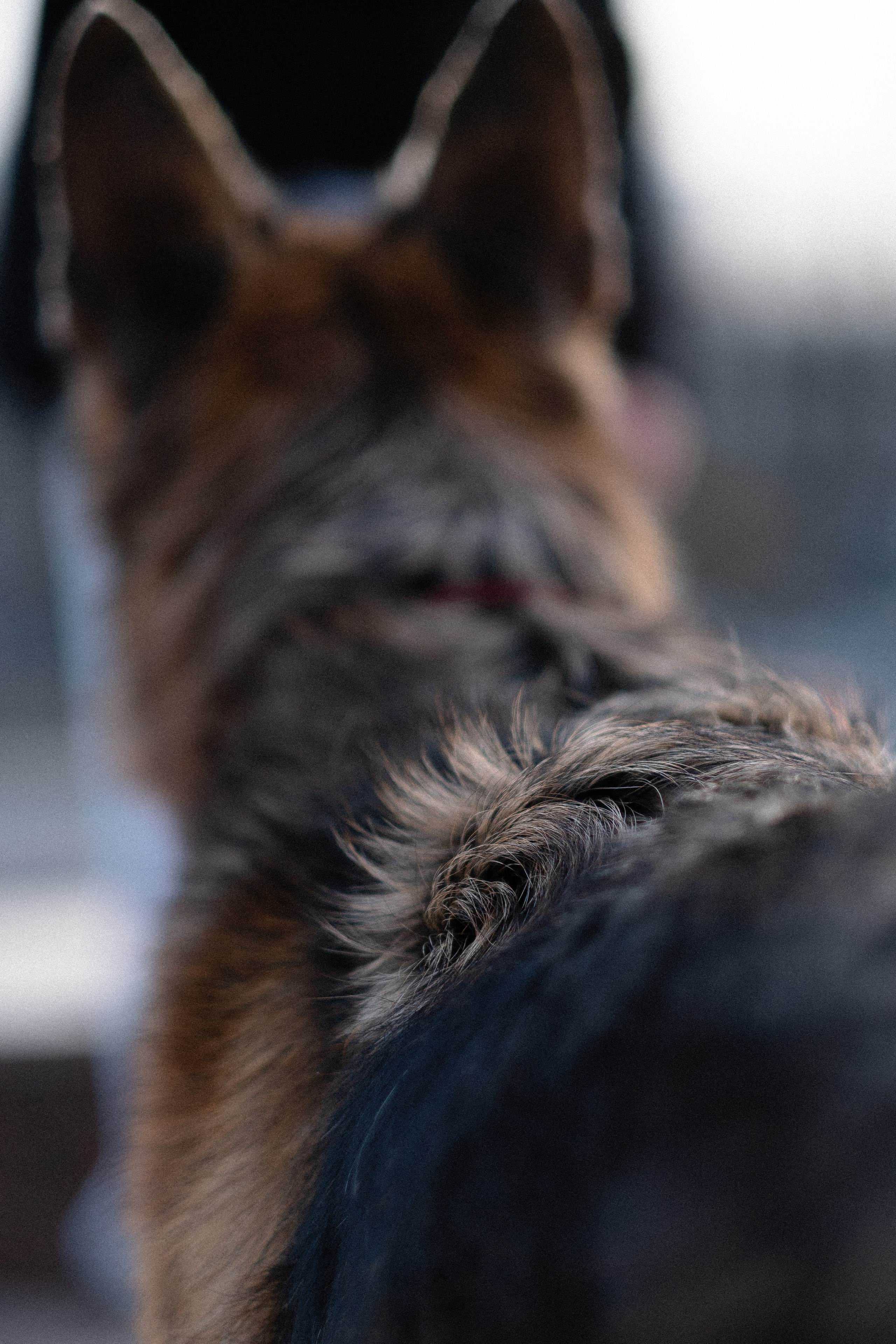 Оля и Джерри. Фотограф и видеограф анималист Аганина Дарья