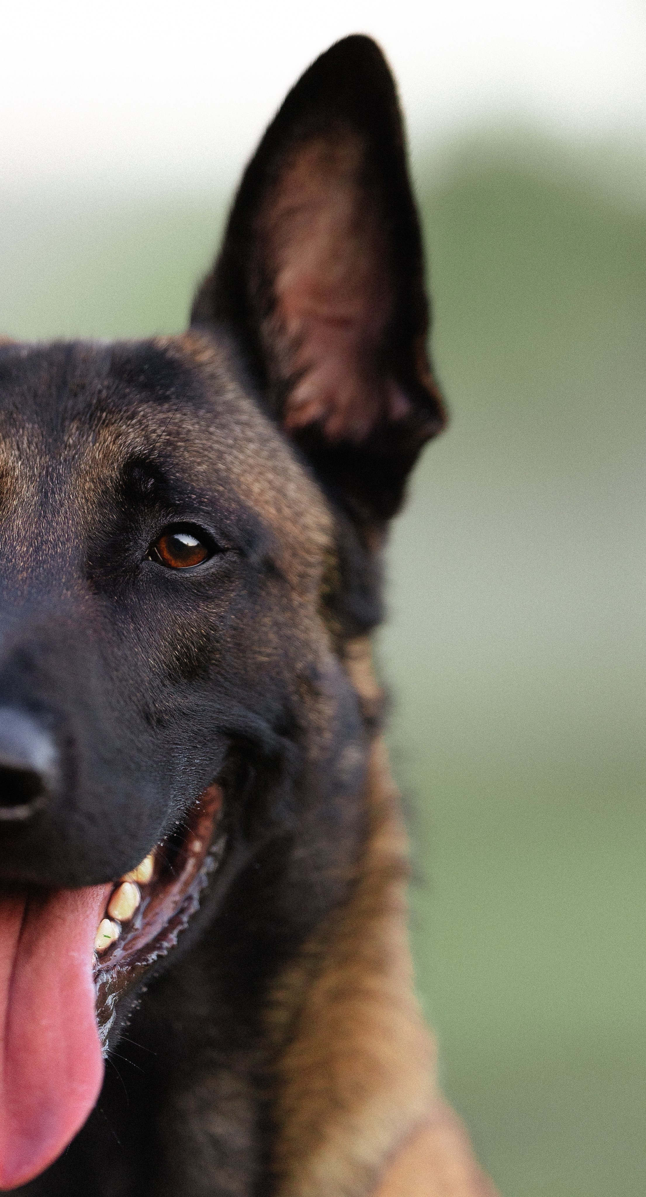Галина и Кодекс. Фотограф и видеограф анималист Аганина Дарья